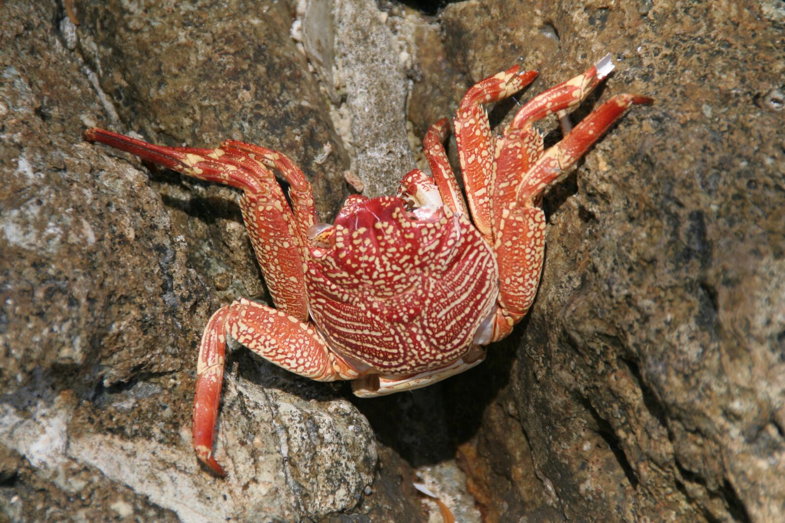 Canon EOS 350D (EOS Digital Rebel XT / EOS Kiss Digital N) sample photo. Crab, sea, coast photography