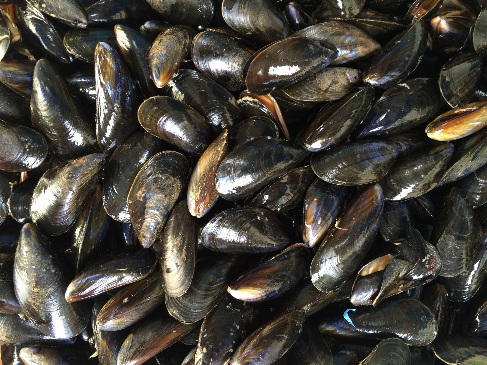 Apple iPhone 5s sample photo. Mussels, shellfish, black photography
