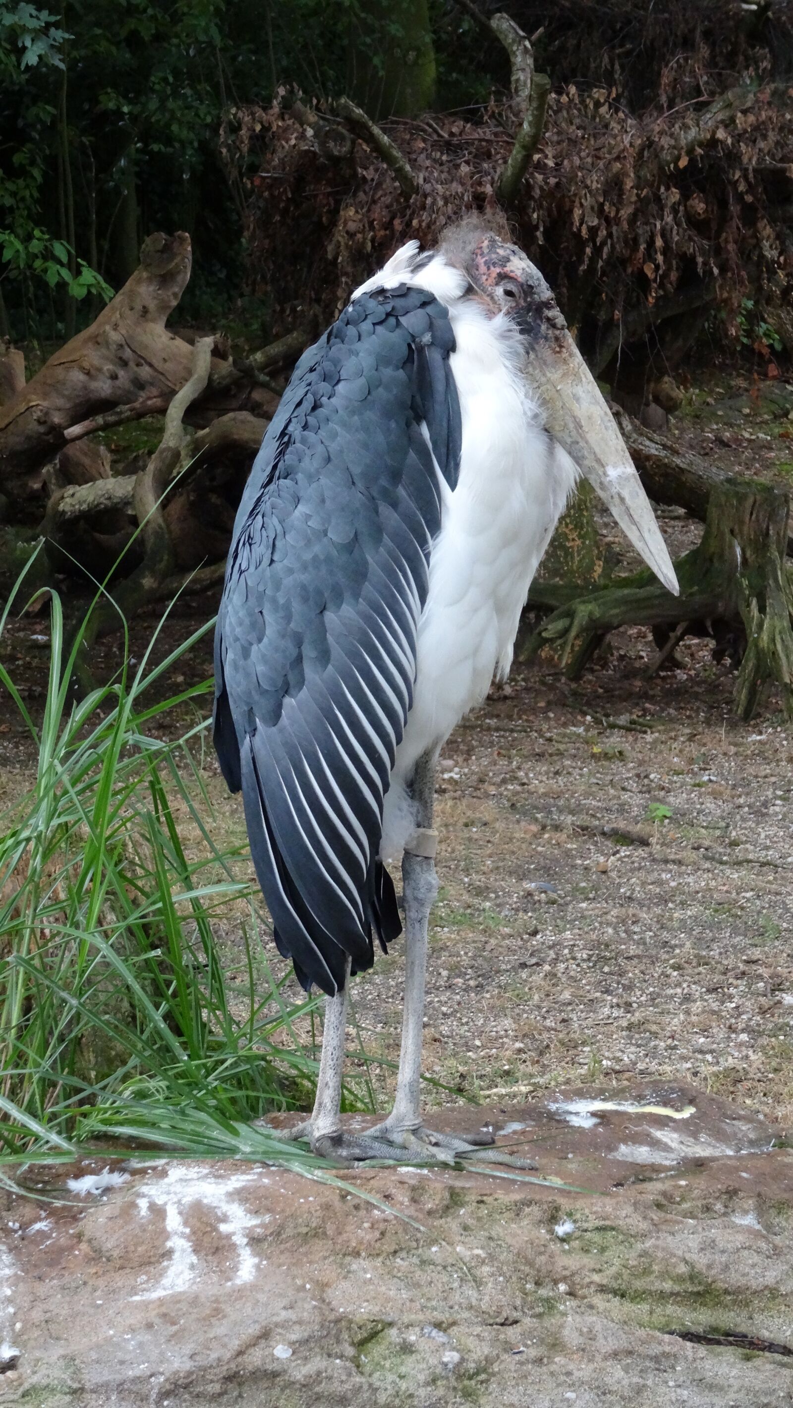 Sony DSC-HX50 sample photo. Nature, bird, animal world photography
