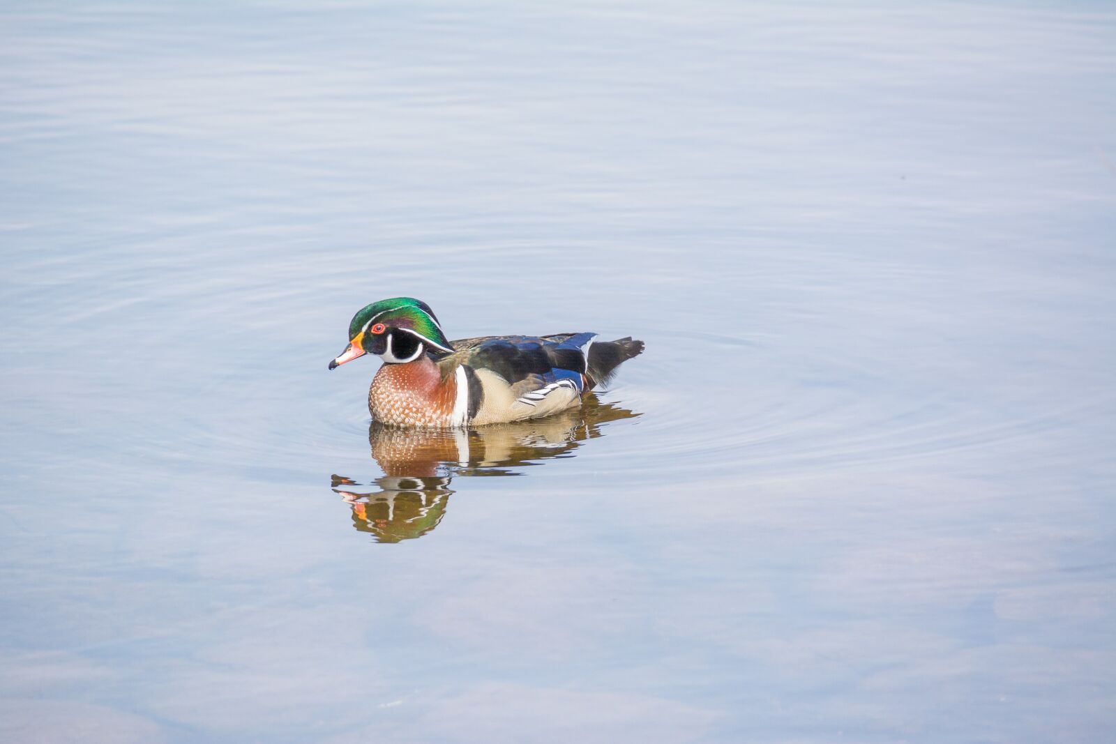 Nikon D5200 sample photo. Wood duck, duck, wildlife photography