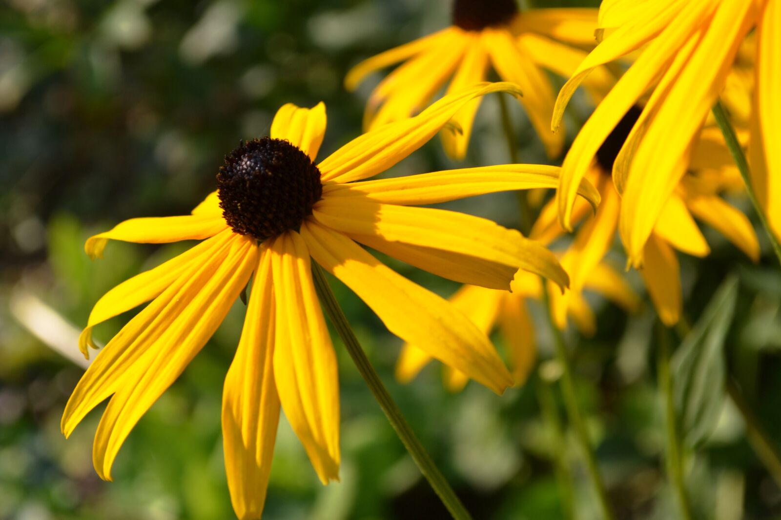 Nikon D3100 sample photo. Blossom, bloom, yellow photography
