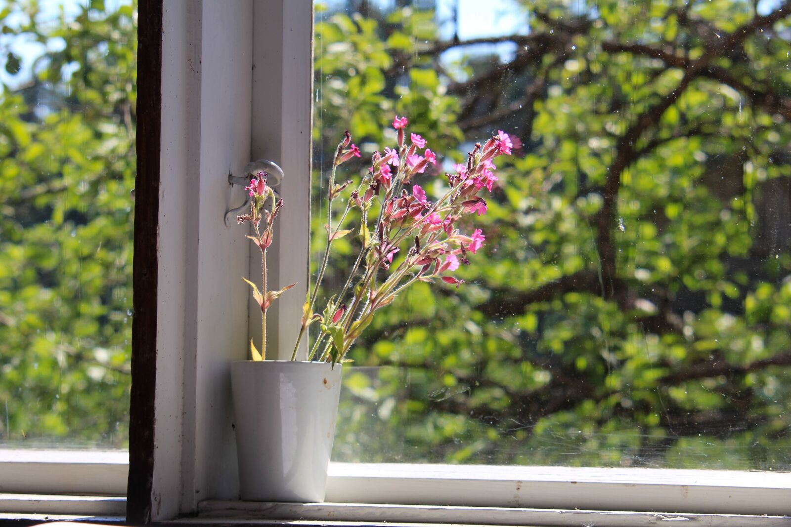 Tamron AF 28-300mm F3.5-6.3 XR Di VC LD Aspherical (IF) Macro sample photo. Flower, window, summer photography