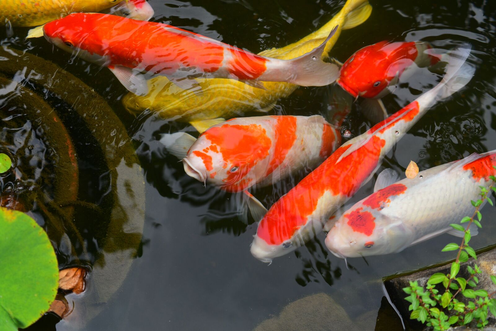 Nikon D750 sample photo. Carp, fish, aquatic animals photography