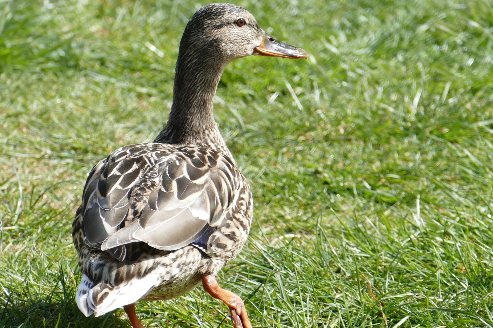 Panasonic Lumix DMC-FZ1000 sample photo. Mallard, female, rush photography