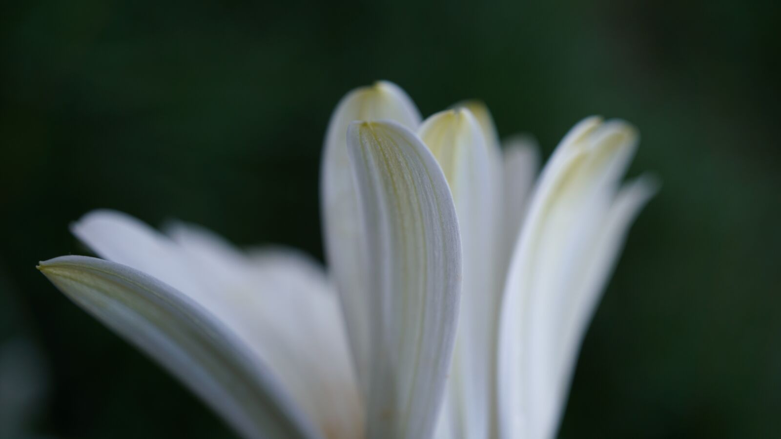 Sony a6000 sample photo. Petals, background, white green photography