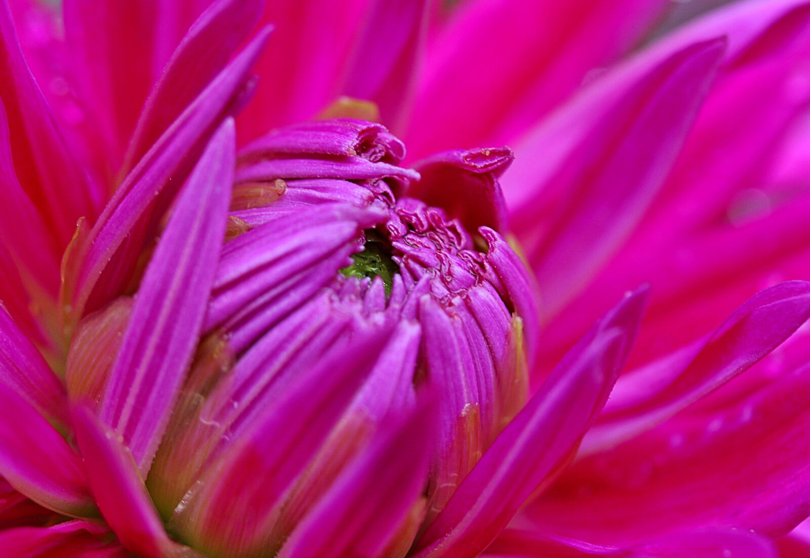Canon EOS 650D (EOS Rebel T4i / EOS Kiss X6i) sample photo. Dahlia, flower, composites photography