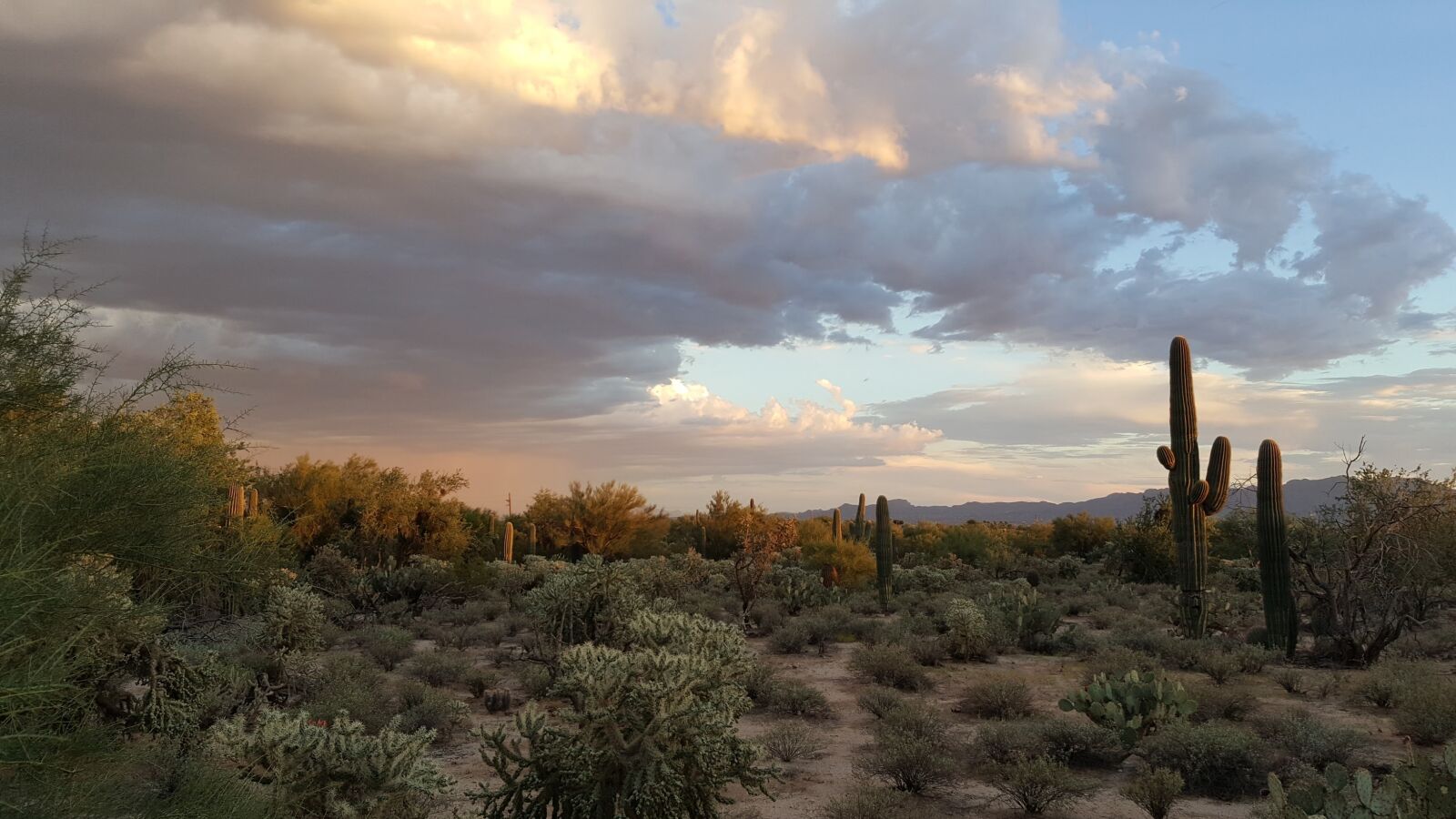 Samsung Galaxy Note5 sample photo. Saguaro, tucson, desert photography
