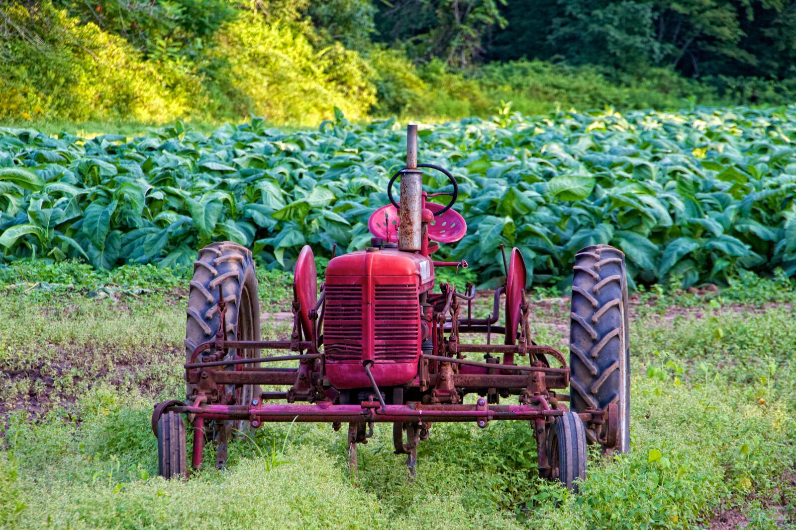Canon EOS 7D sample photo. Red, tractor, harvest photography