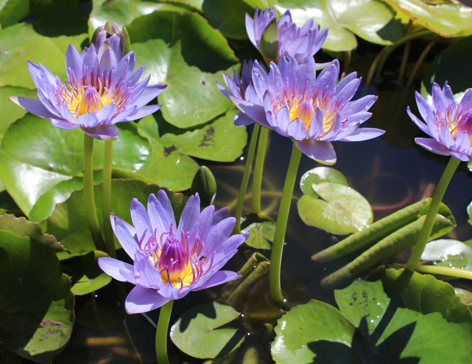 Canon EOS 700D (EOS Rebel T5i / EOS Kiss X7i) sample photo. Water lilies, tropical, nymphaea photography