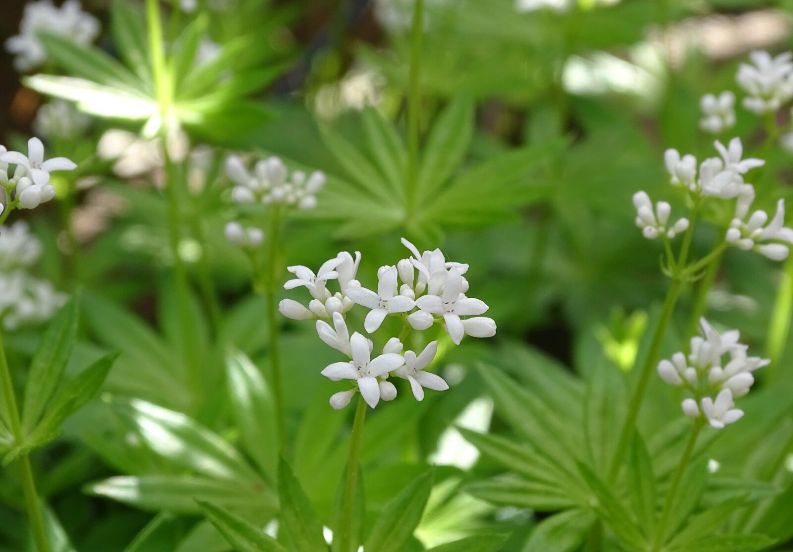 Sony Cyber-shot DSC-HX400V sample photo. Woodruff, fragrant bedstraw, galium photography