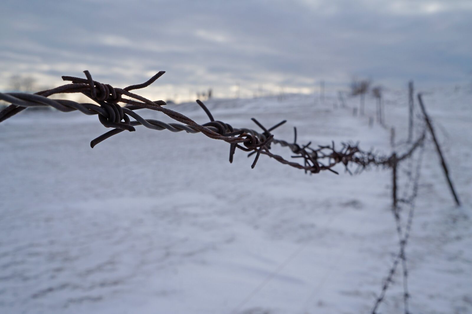 Sony Alpha a3000 + Sony E 18-55mm F3.5-5.6 OSS sample photo. Winter, frost, nature photography