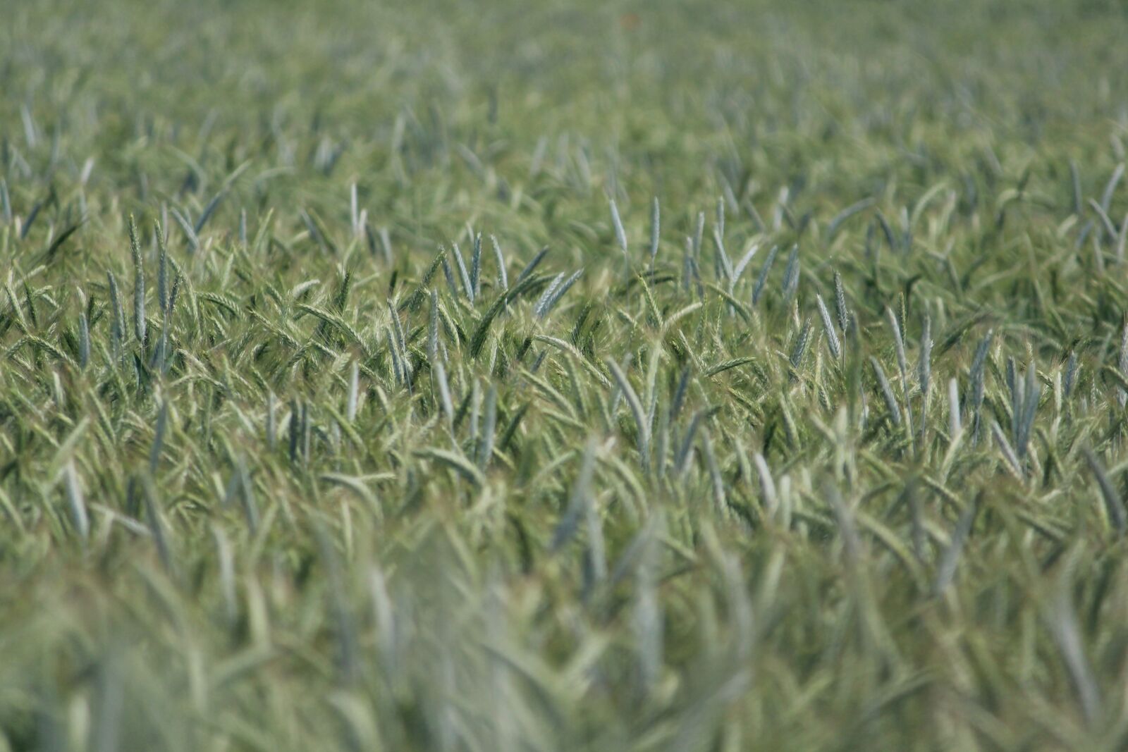 Canon EOS 1200D (EOS Rebel T5 / EOS Kiss X70 / EOS Hi) sample photo. Rye, rye field, cereals photography