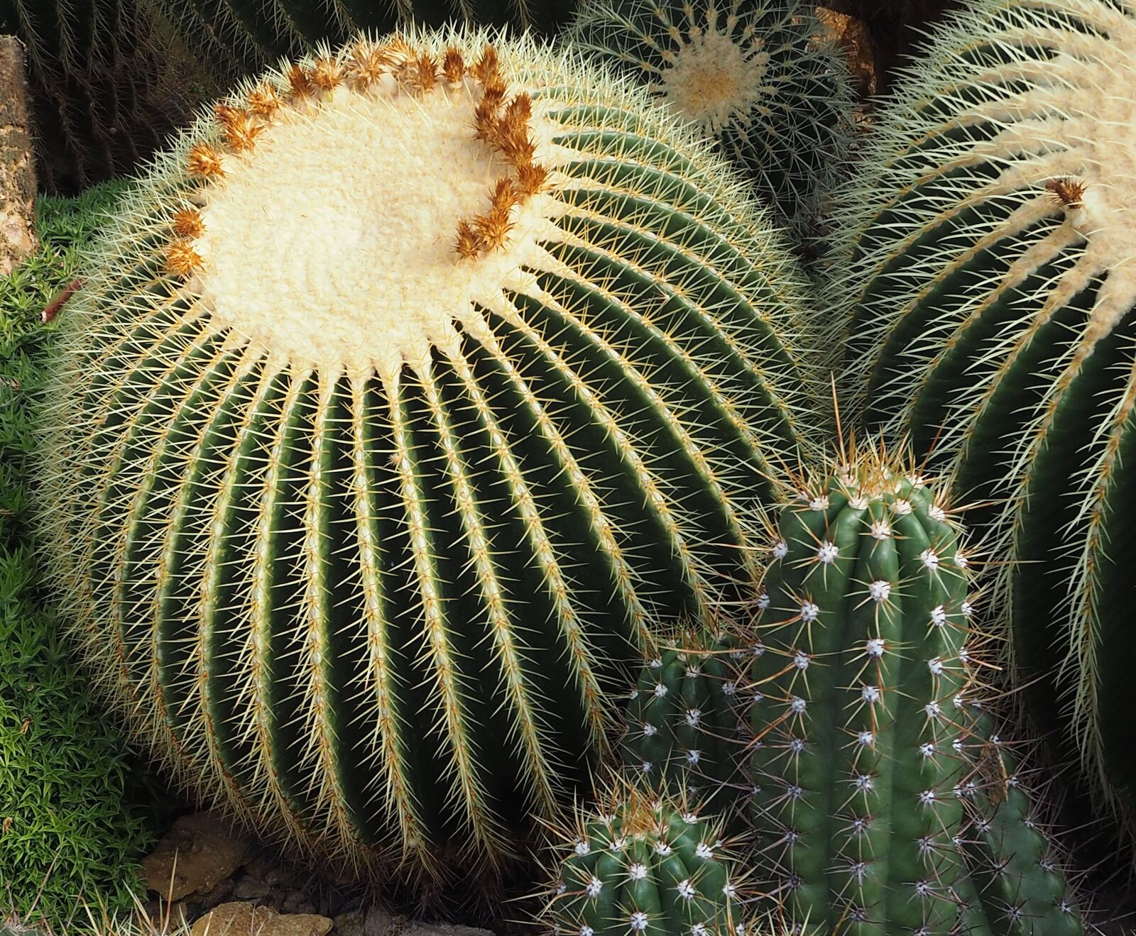 Olympus OM-D E-M10 II sample photo. Cactus, plant, green photography