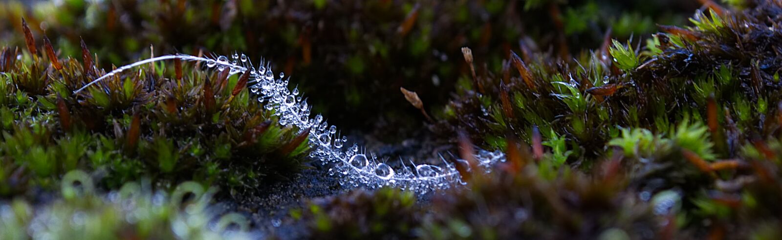 Nikon D3100 sample photo. Water, drop of water photography