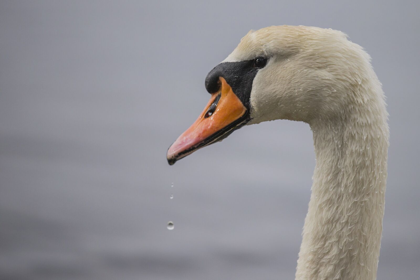 Canon EOS-1D X + Canon EF 70-200mm F2.8L IS II USM sample photo. Swan, beak, white photography