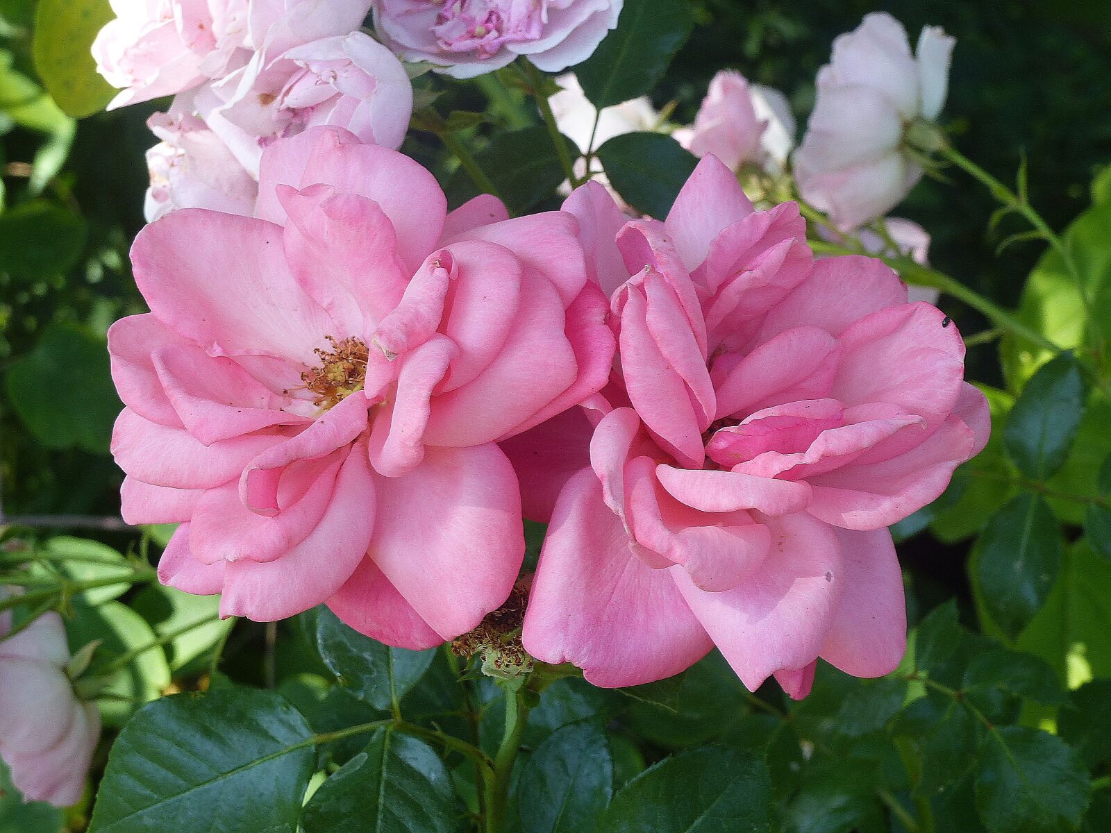 Panasonic Lumix DMC-FZ200 sample photo. Roses, pink, flowers photography