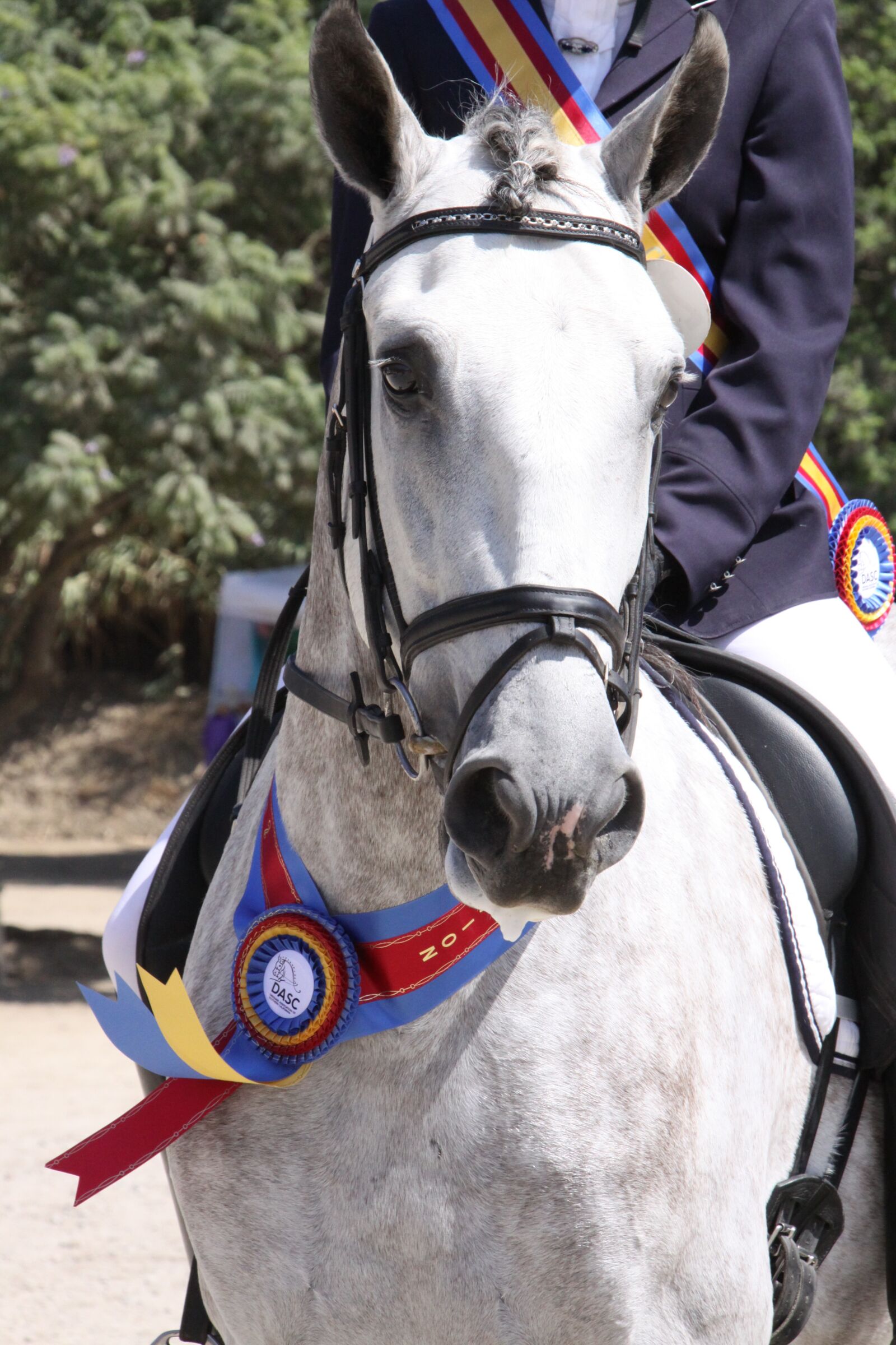 Canon EOS 50D sample photo. Horse show, gray stallion photography
