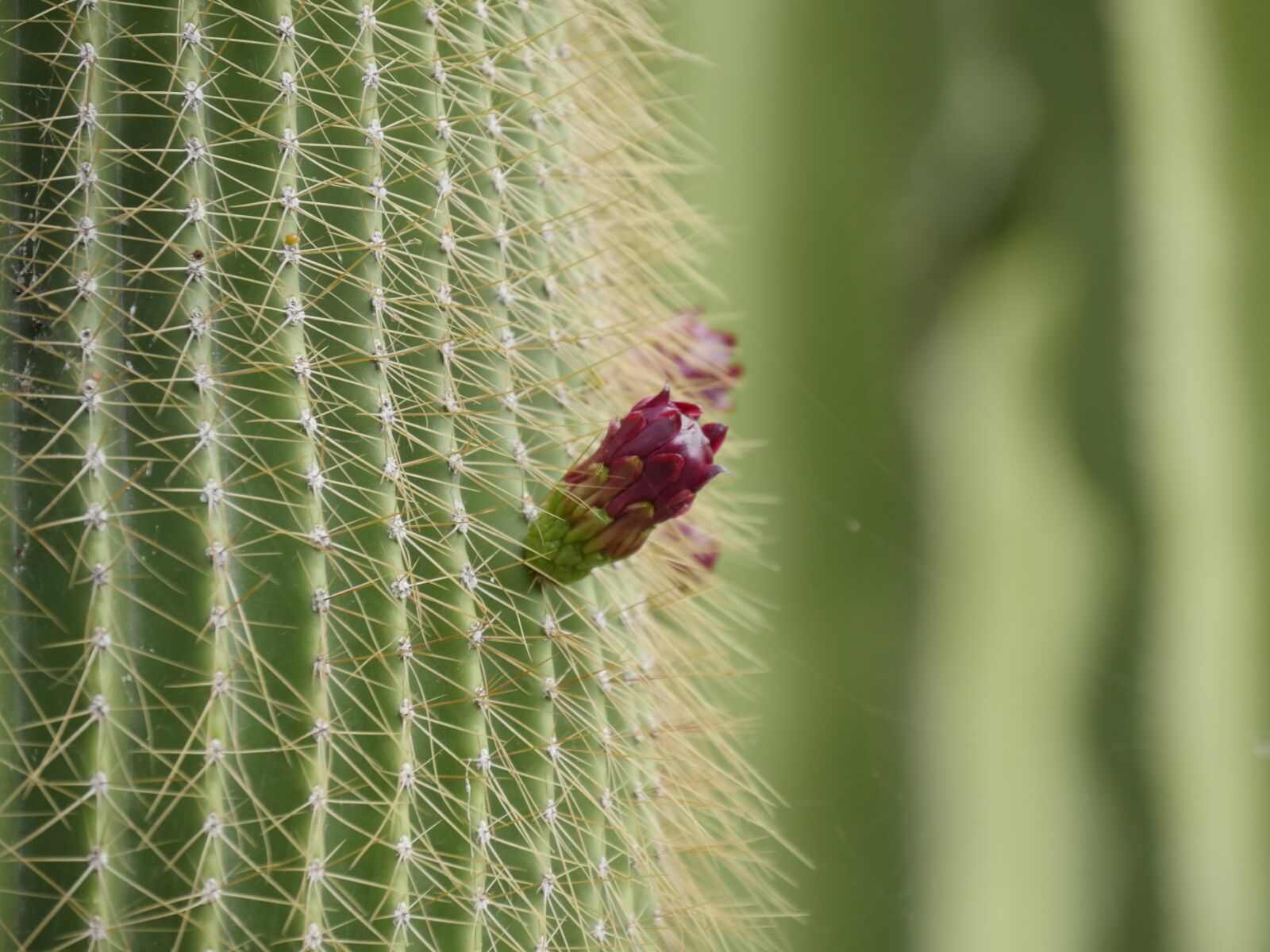 Panasonic Lumix DMC-GH4 sample photo. Cactus, green, red photography