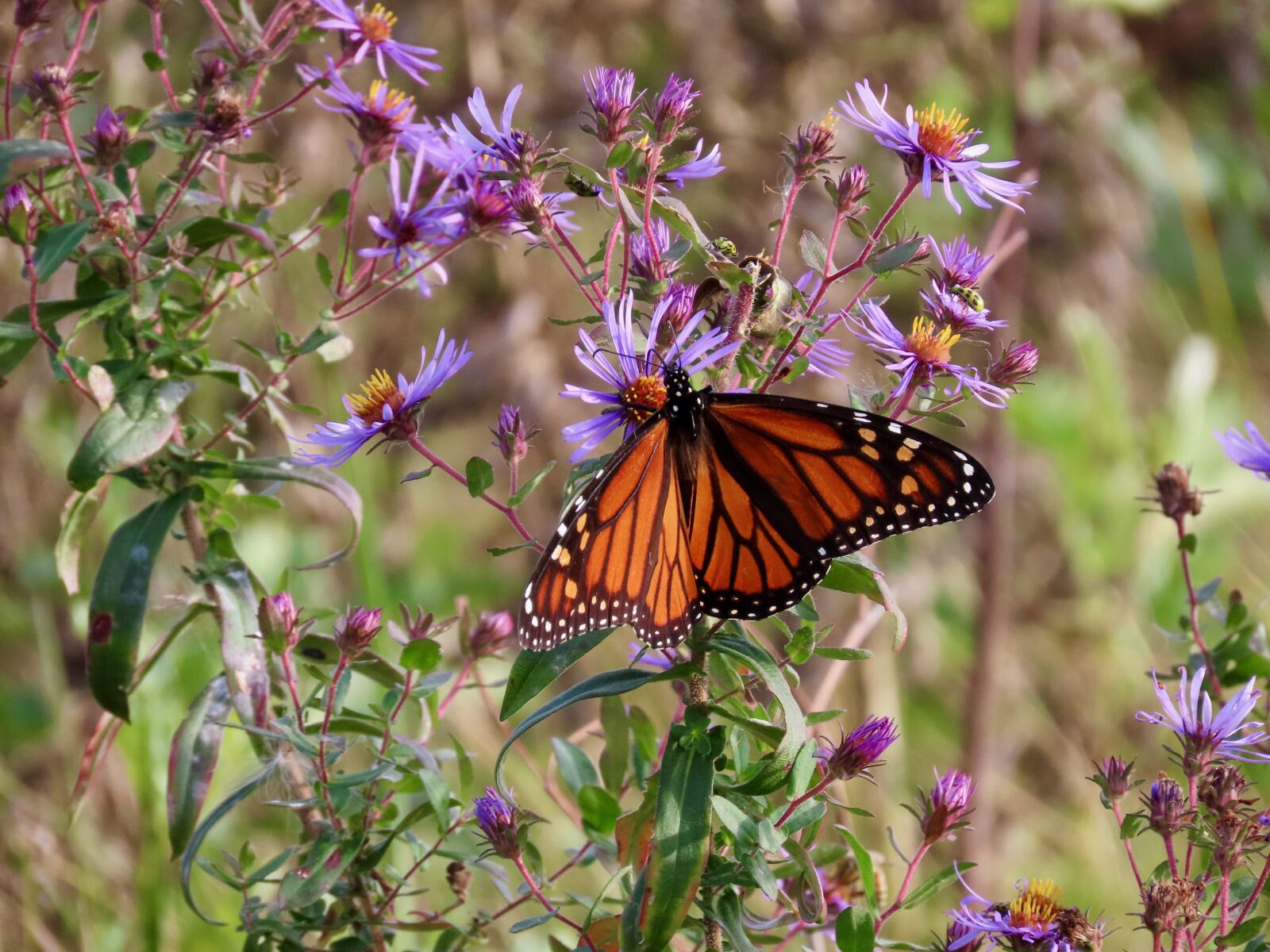Canon PowerShot SX70 HS sample photo. Monarch, aster, butterfly photography