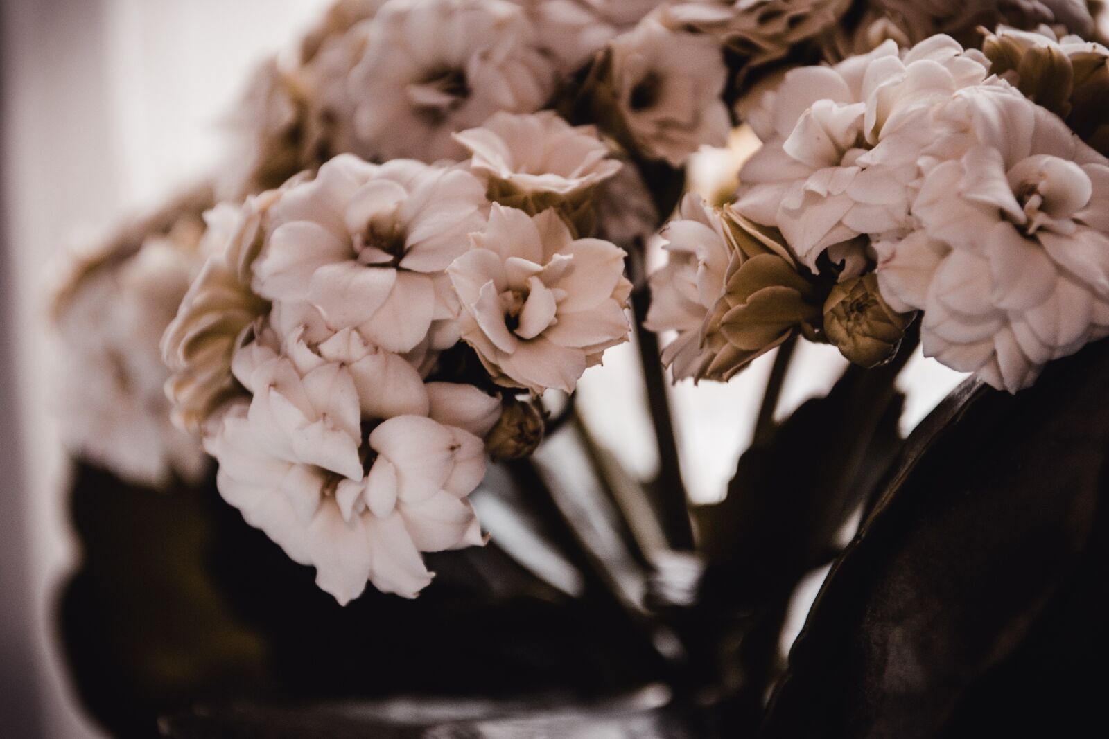 Nikon D3100 sample photo. Blumen, spring, botanical photography