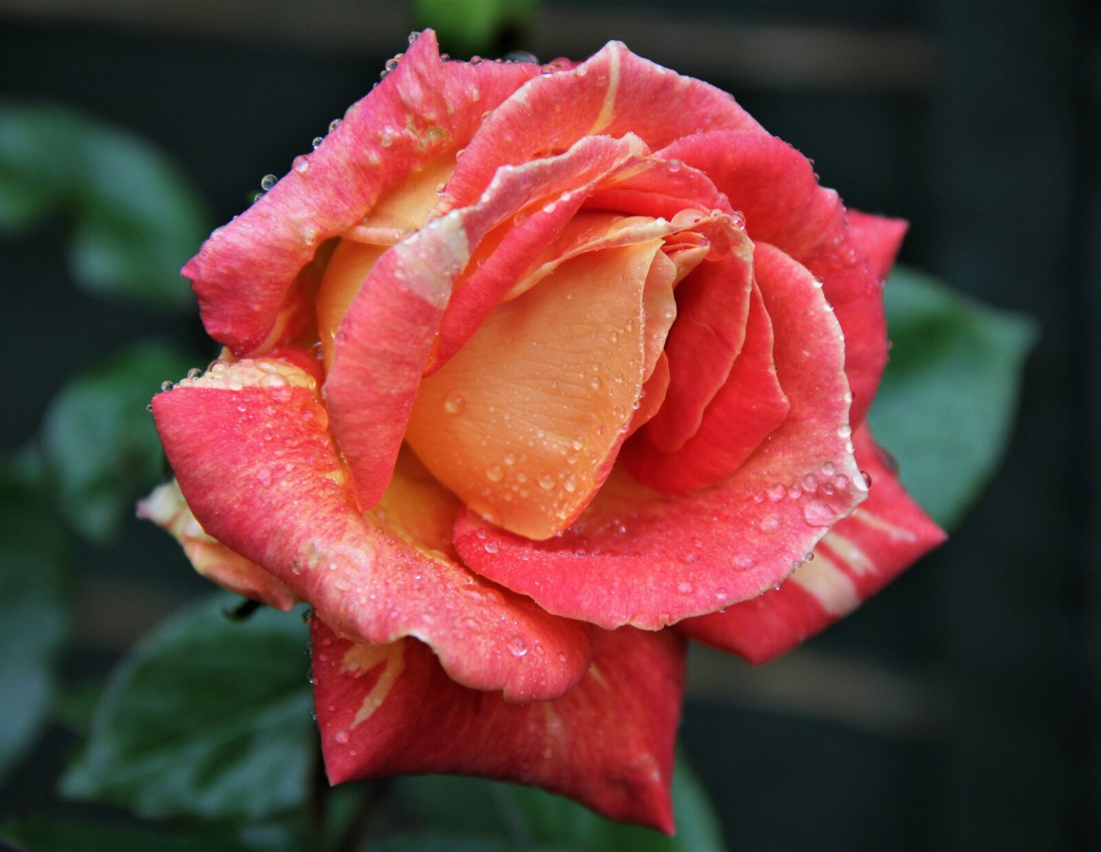 Canon EOS 7D sample photo. Rose, flower, dew photography