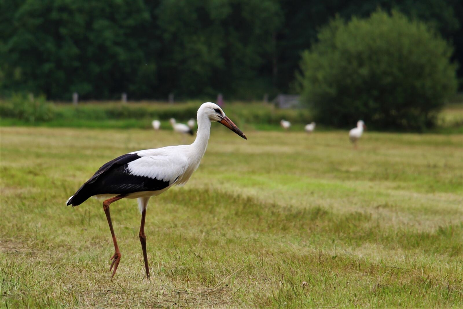 Canon EOS 700D (EOS Rebel T5i / EOS Kiss X7i) sample photo. Stork, eindhoven, gijzenrooi photography