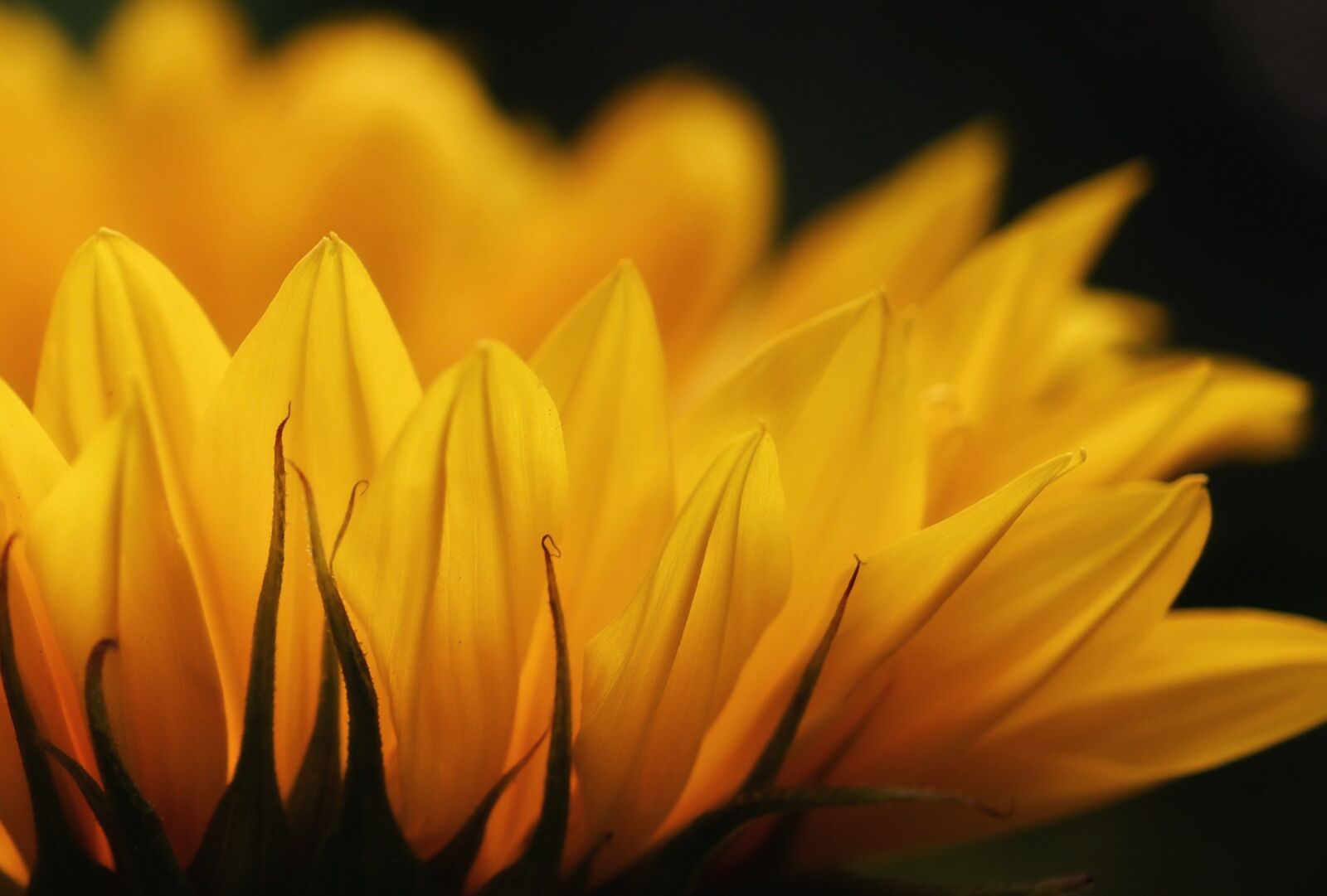 Nikon Z6 sample photo. Sunflower, blossom, bloom photography