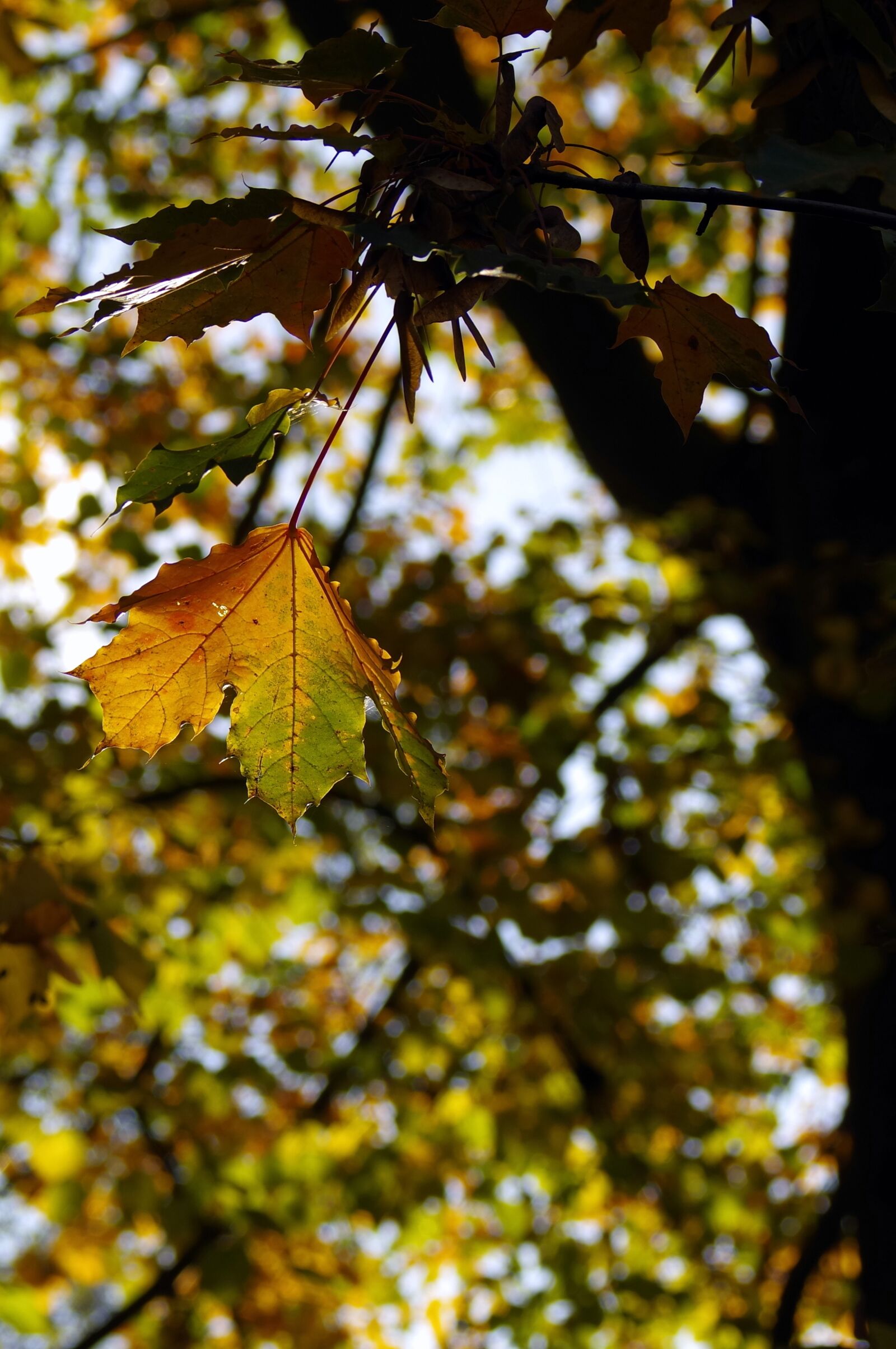 Pentax K-S2 sample photo. Autumn, colorful leaves, yellow photography