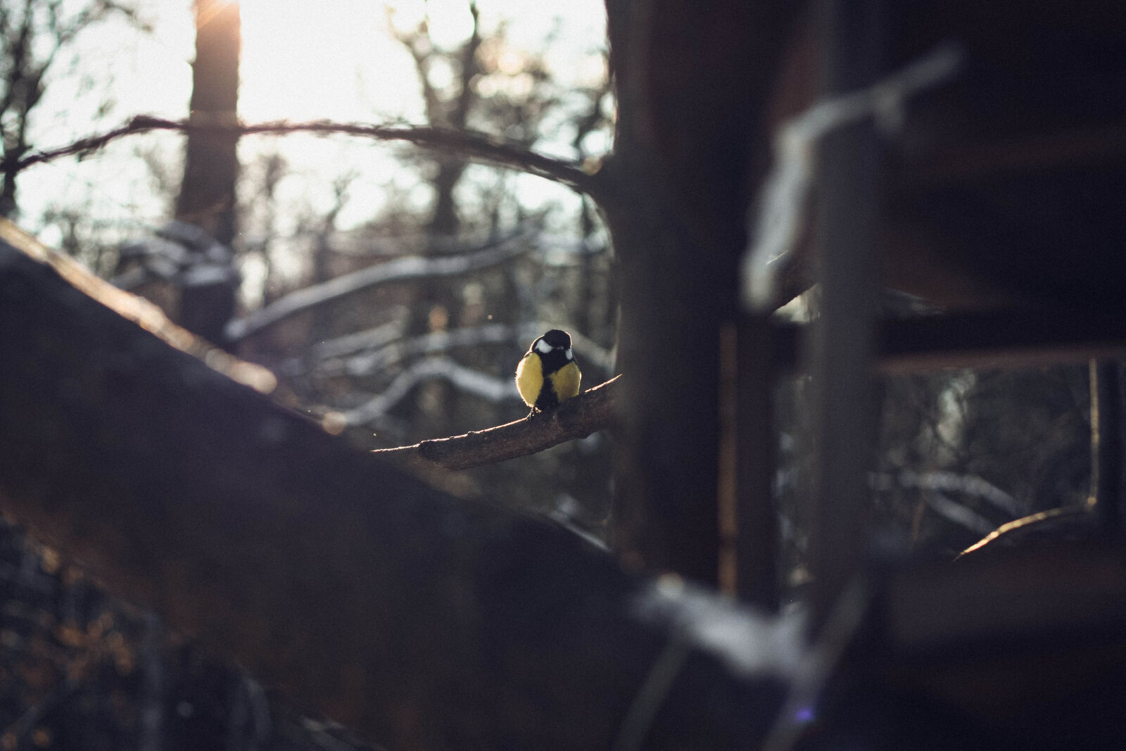 Canon EOS 450D (EOS Rebel XSi / EOS Kiss X2) + Canon EF 50mm F1.8 II sample photo. Bird, bird, house, sunshine photography