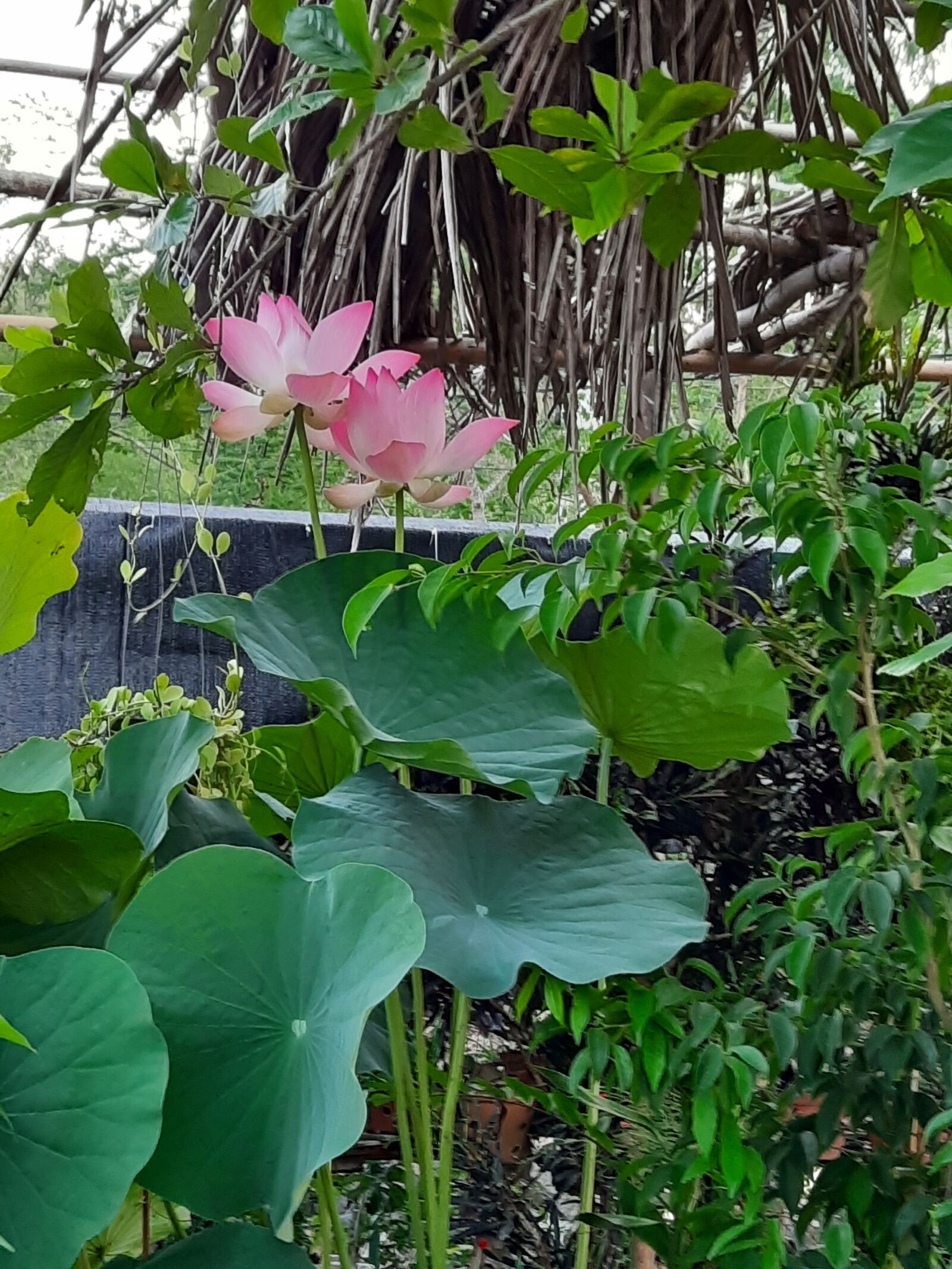 Samsung SM-M215F sample photo. Lotus lake, lotus pots photography