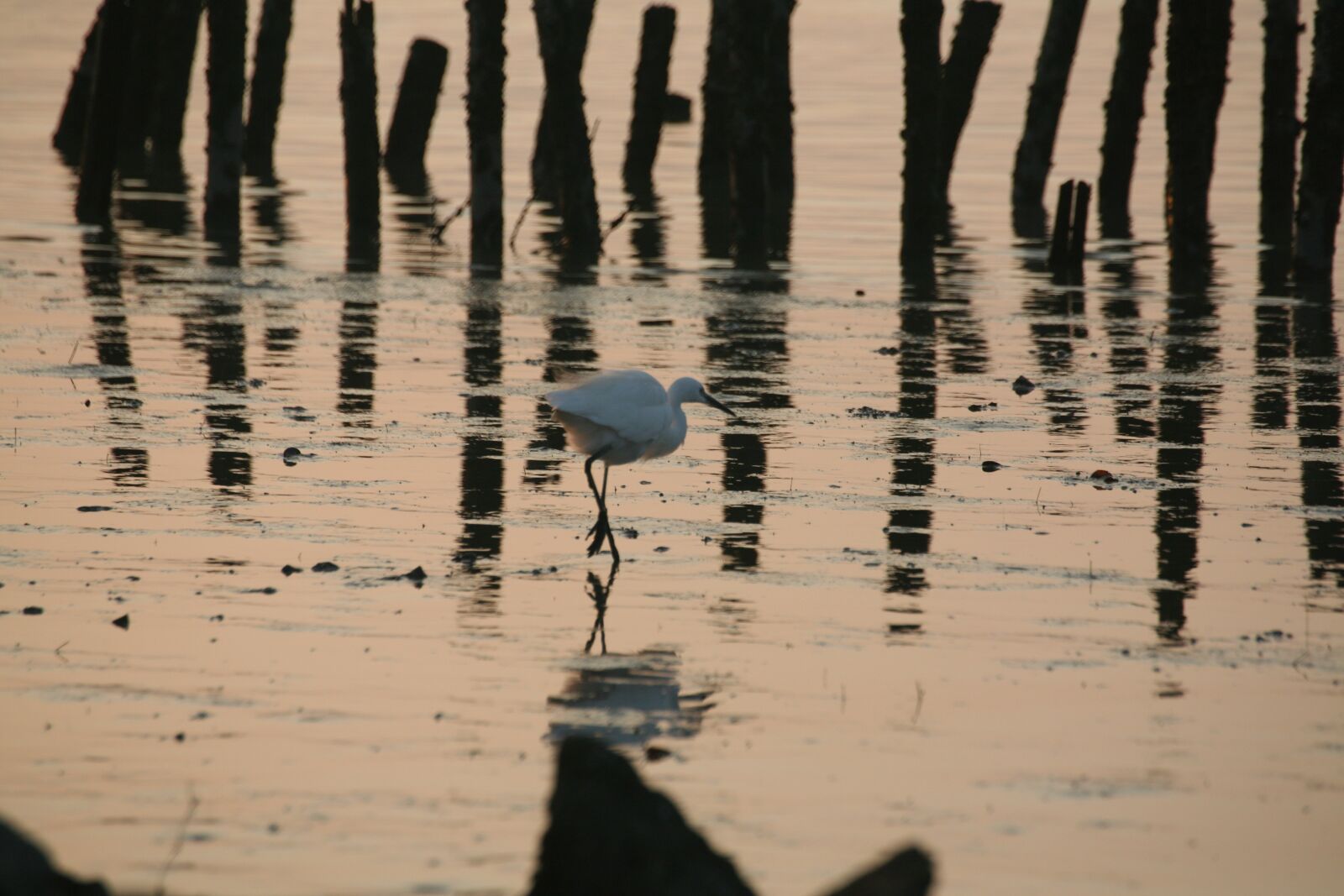 Canon EOS 5D sample photo. Shenzhen, bird, sea photography