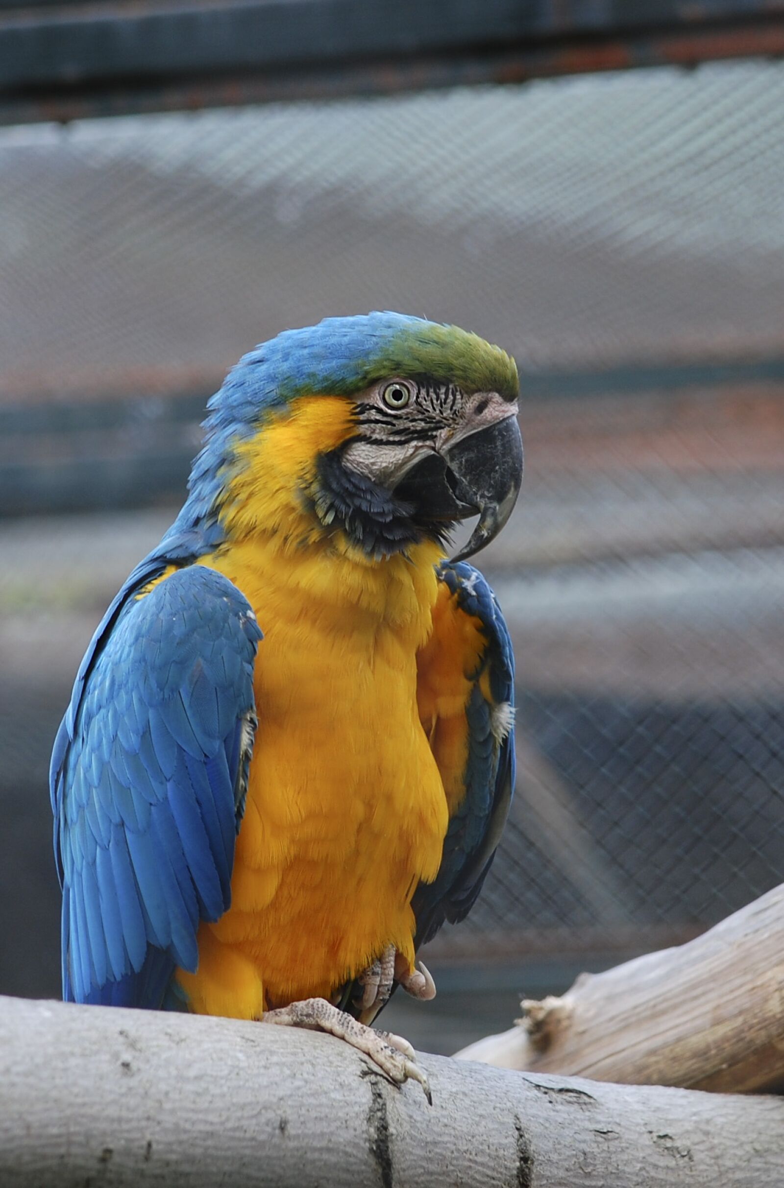 Nikon D40 sample photo. Fauna, birds, parrot photography