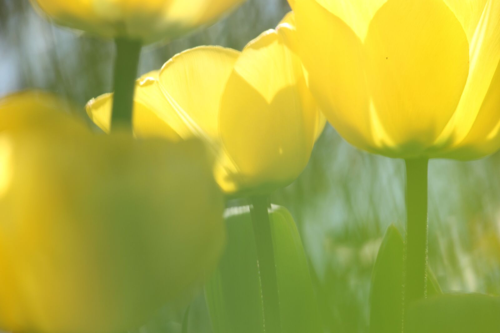 Canon EF-S 55-250mm F4-5.6 IS STM sample photo. Yellow tulips, blur, tulip photography