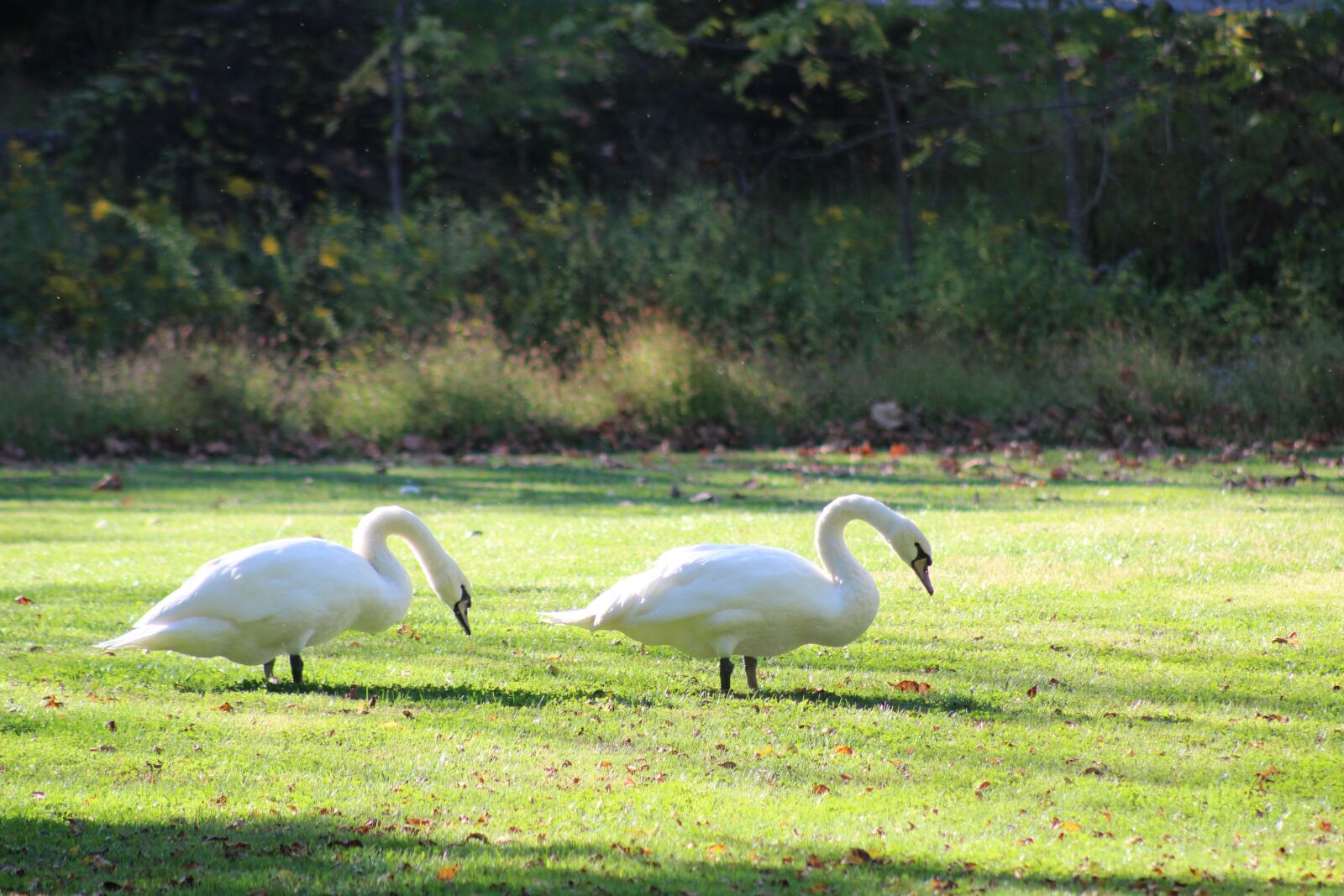 Canon EF 75-300mm f/4-5.6 sample photo. Swan, bird, nature photography