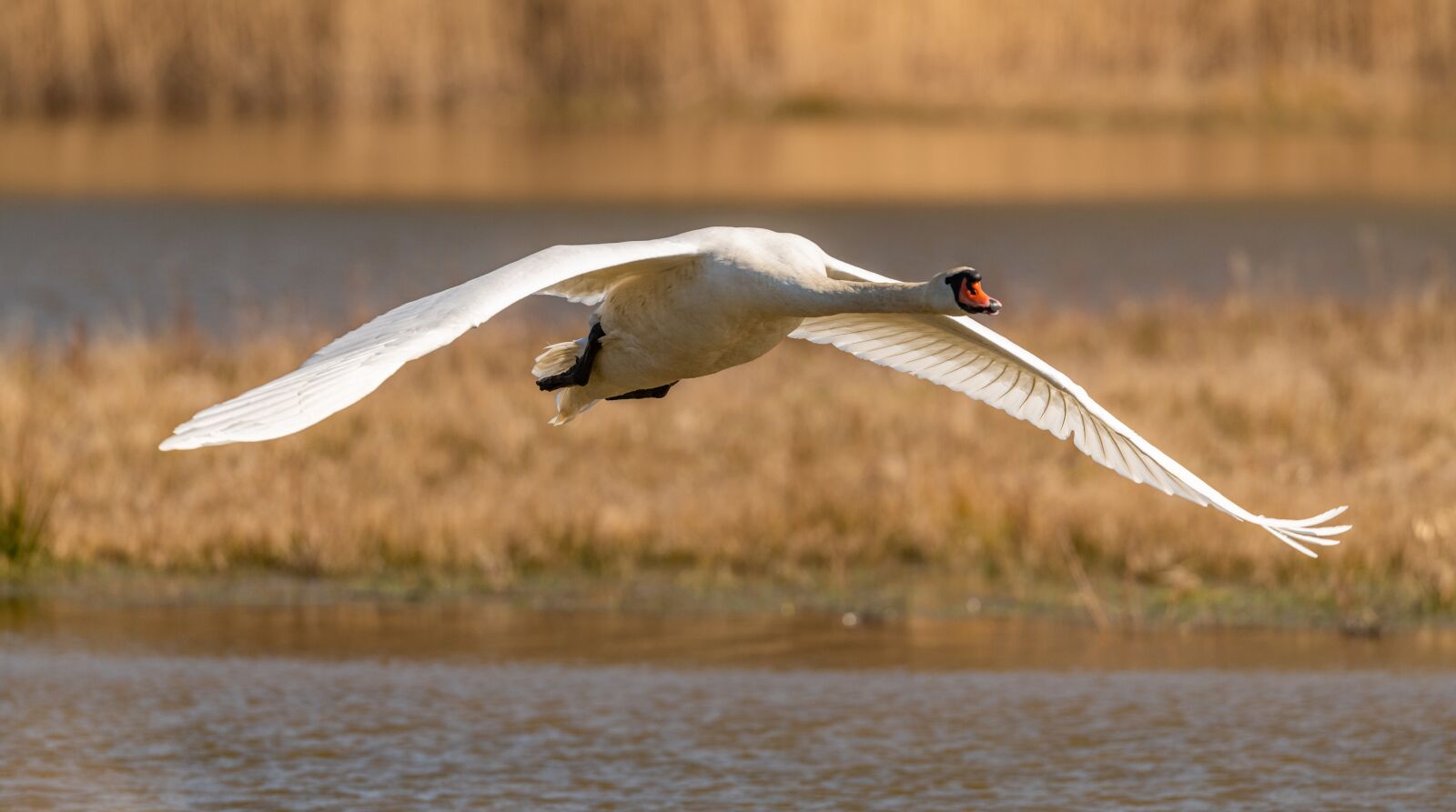Nikon D850 sample photo. Swan, flying, in flight photography