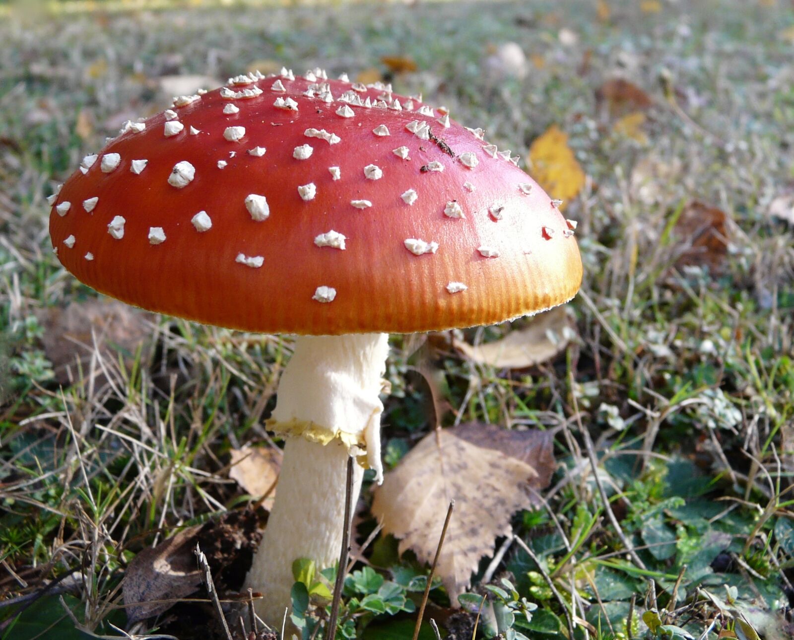 Panasonic DMC-FZ18 sample photo. Mushroom, poison, red photography