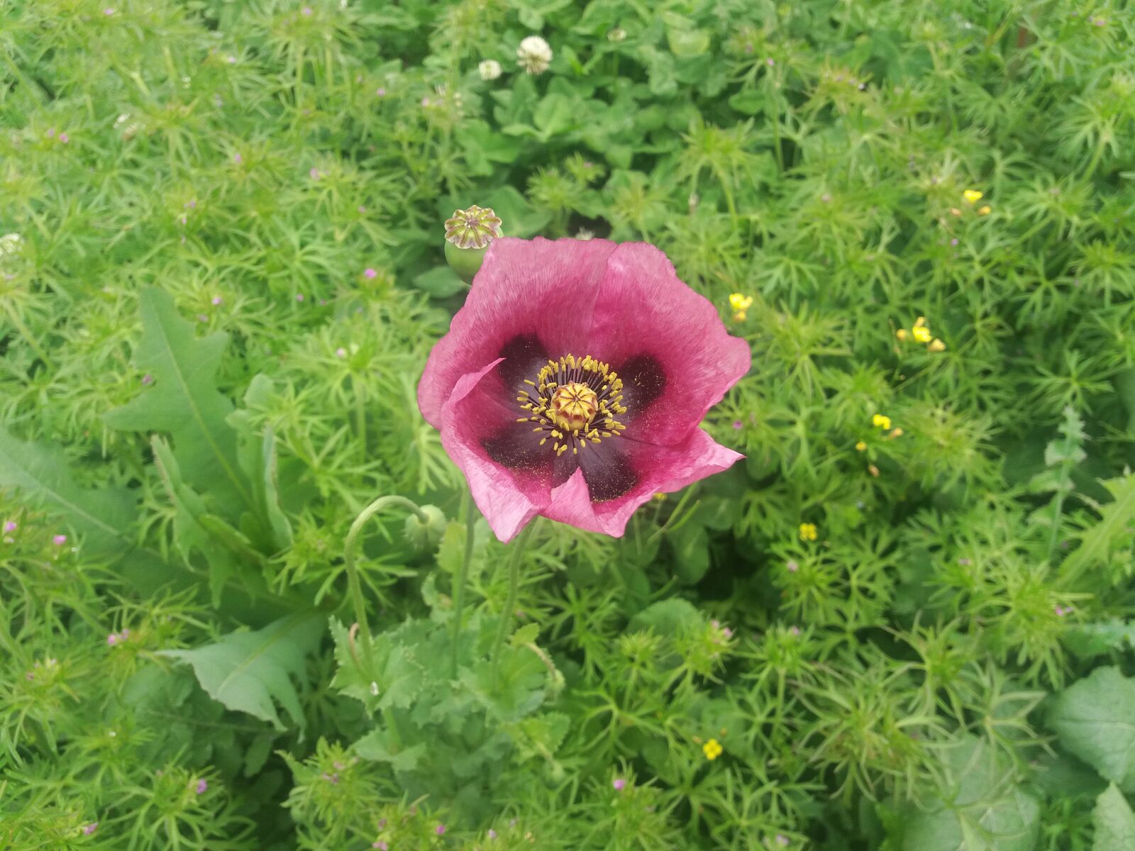 Samsung Galaxy J5(2016) sample photo. Wild flower, field, prado photography