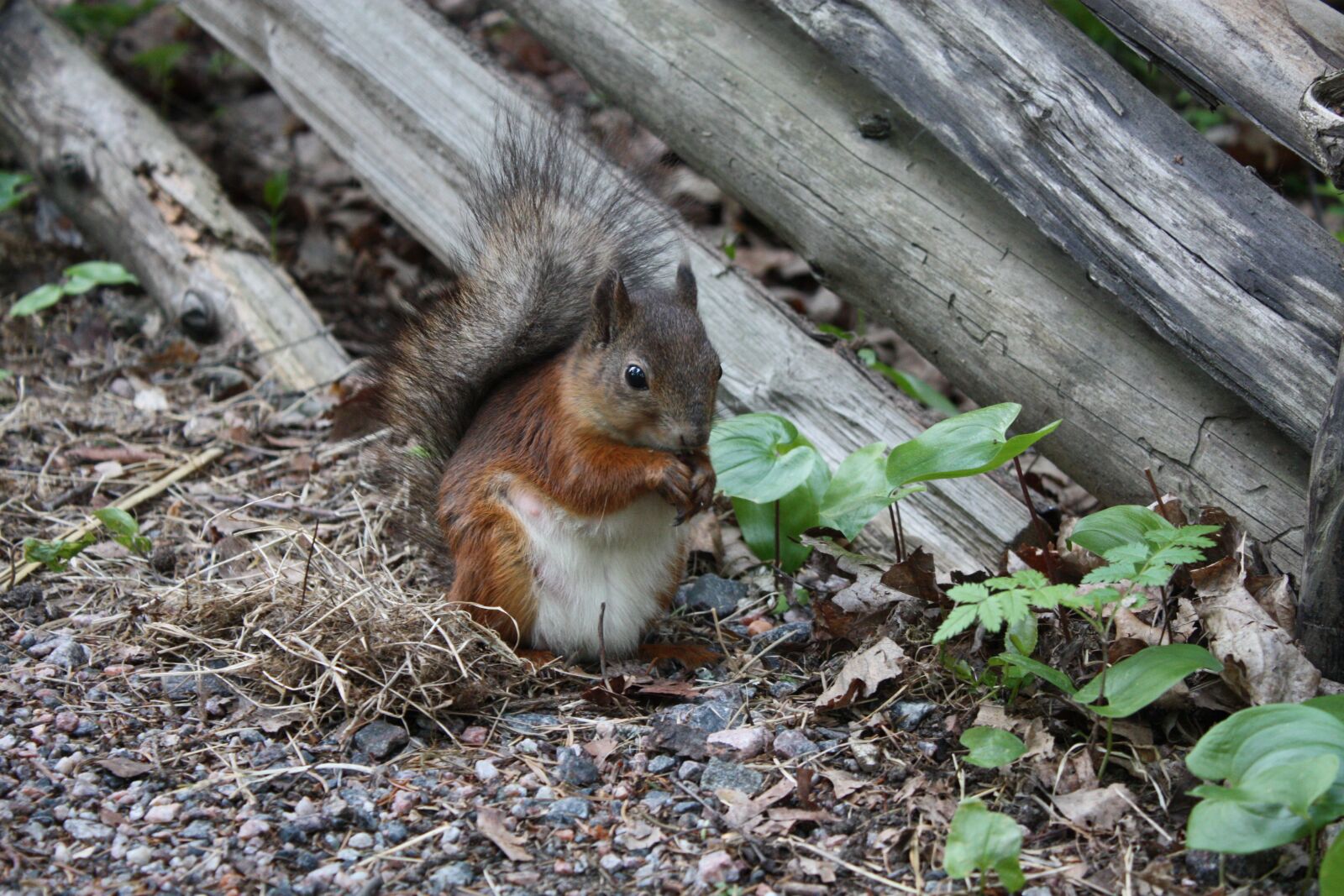 Canon EOS 450D (EOS Rebel XSi / EOS Kiss X2) sample photo. Squirrel, nature, animal photography