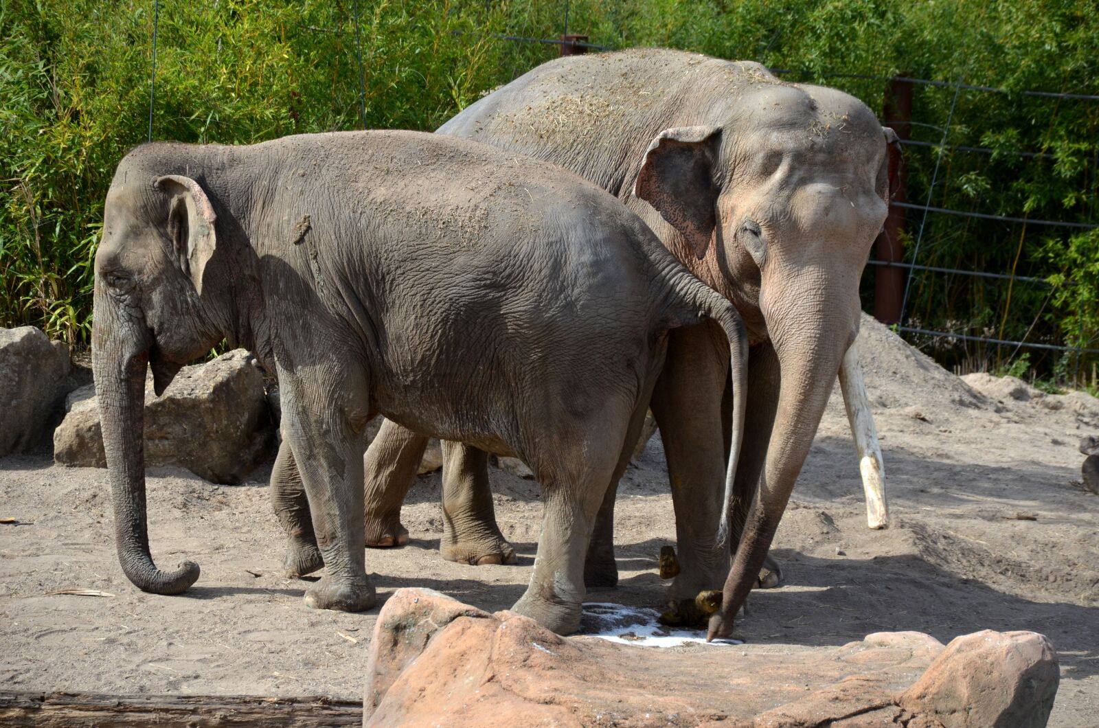 Nikon D5100 sample photo. Elephant, africa, safari photography