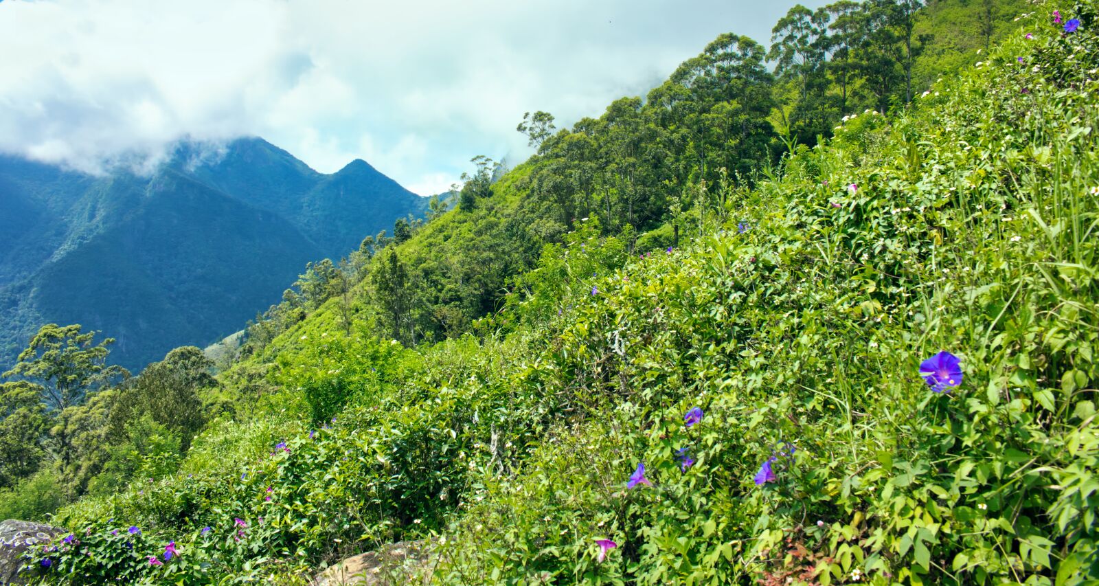 Canon EOS 60D sample photo. Devil's staircase, sri lanka photography