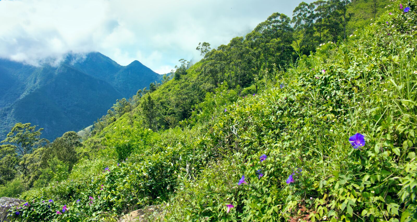 Canon EOS 60D + Canon EF-S 18-55mm F3.5-5.6 IS STM sample photo. Devil's staircase, sri lanka photography