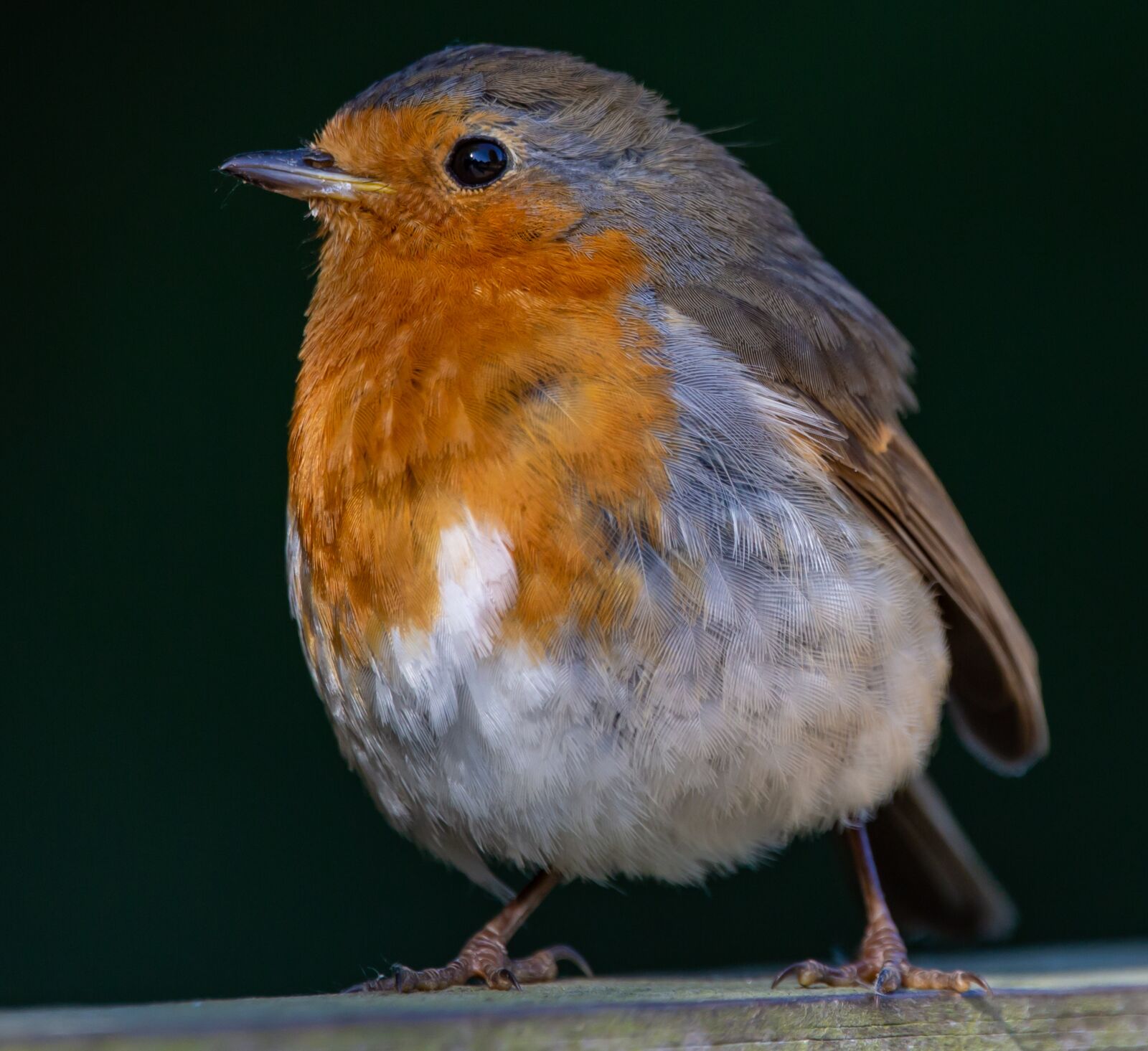 150-600mm F5-6.3 DG OS HSM | Contemporary 015 sample photo. Robin redbreast perched on photography