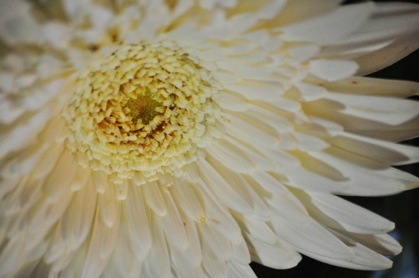 Nikon D90 sample photo. Flower, blossom, nature photography