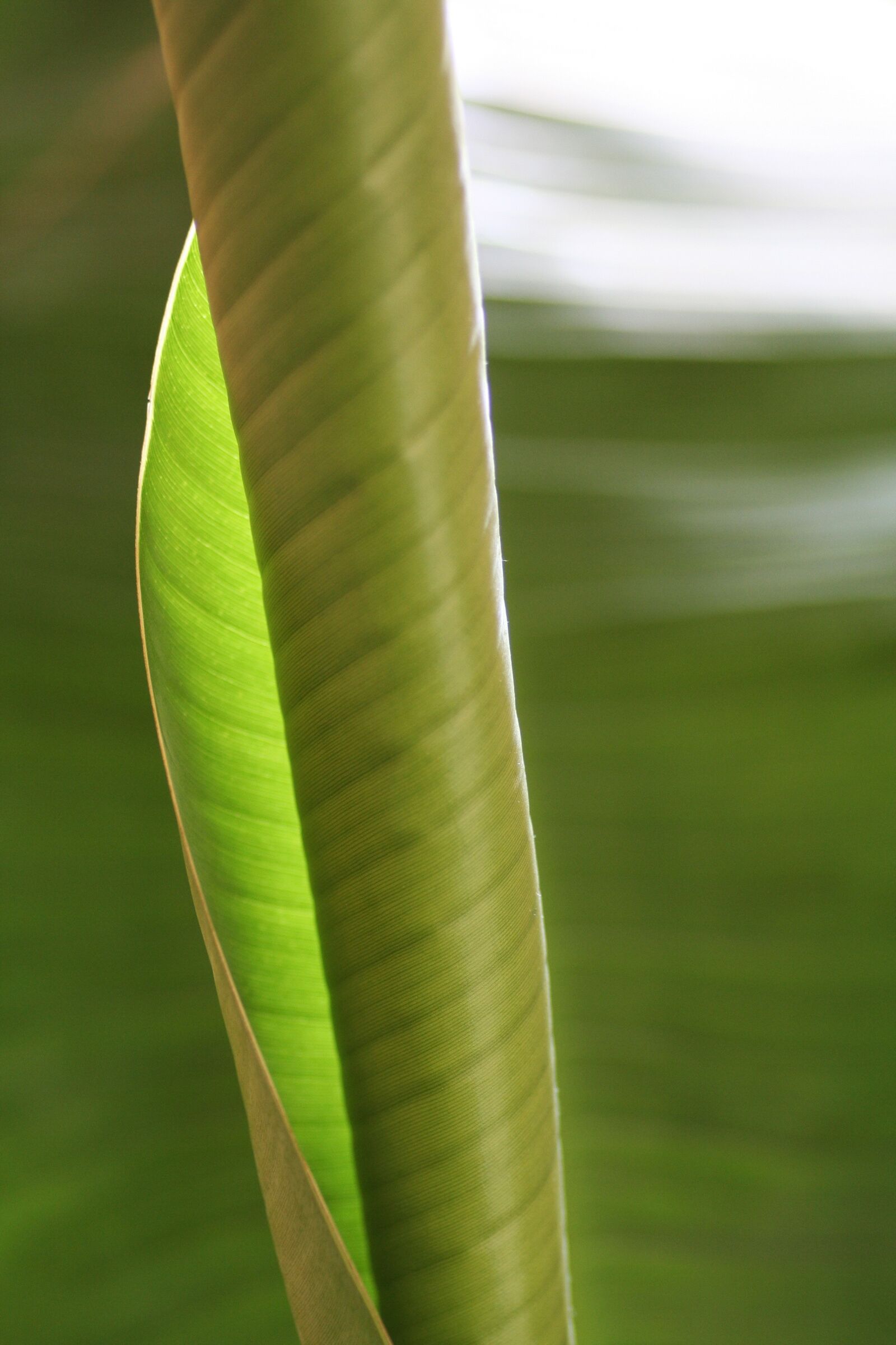 Canon EOS 350D (EOS Digital Rebel XT / EOS Kiss Digital N) sample photo. Green grass, detail, macro photography