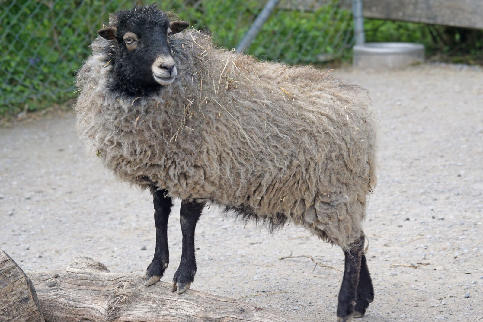 Sony ILCA-77M2 + Sony 70-400mm F4-5.6 G SSM sample photo. Quessantschaf, sheep, dwarf sheep photography