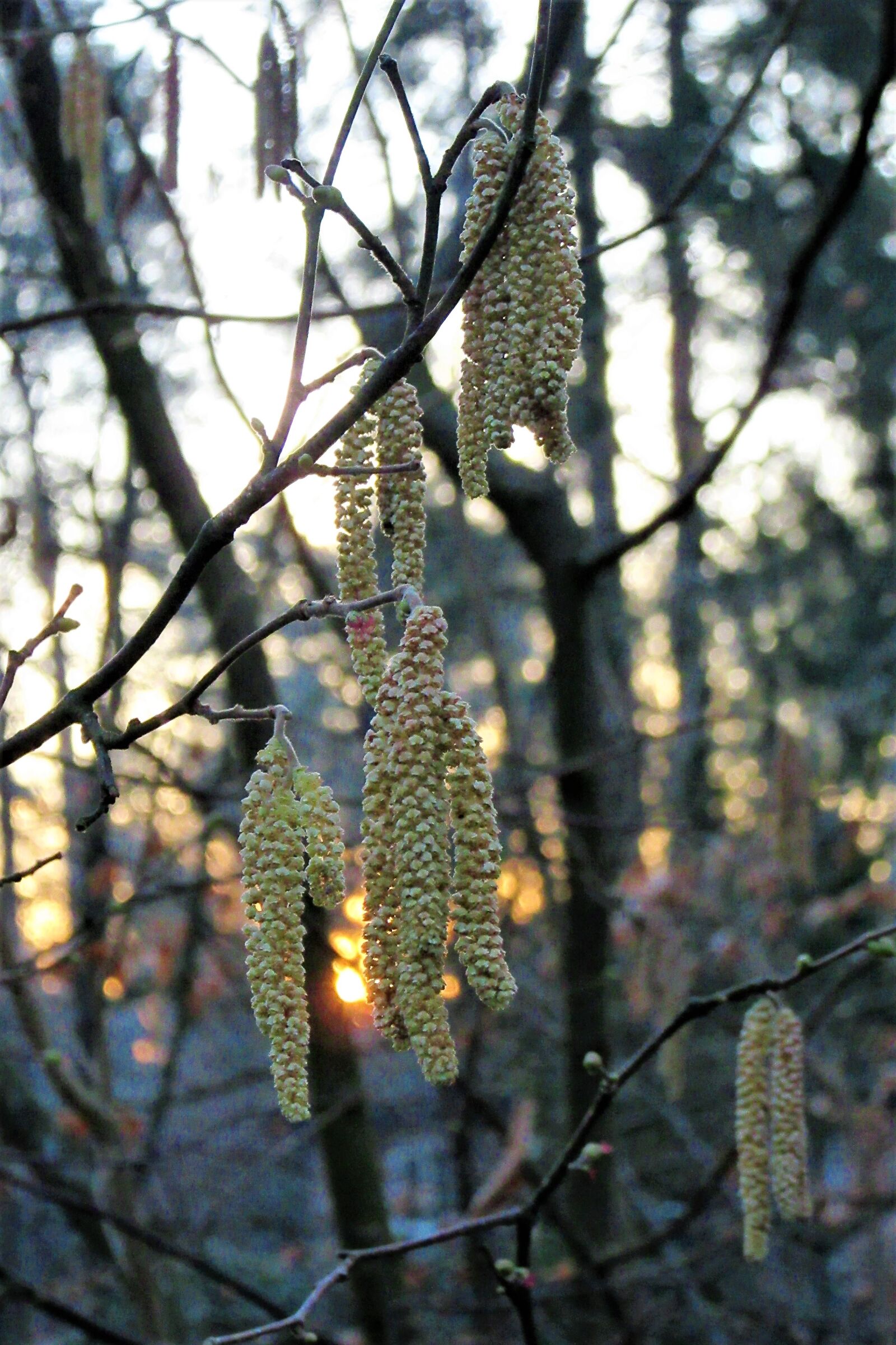 Canon PowerShot SX610 HS sample photo. Hazel, sunset, spring photography