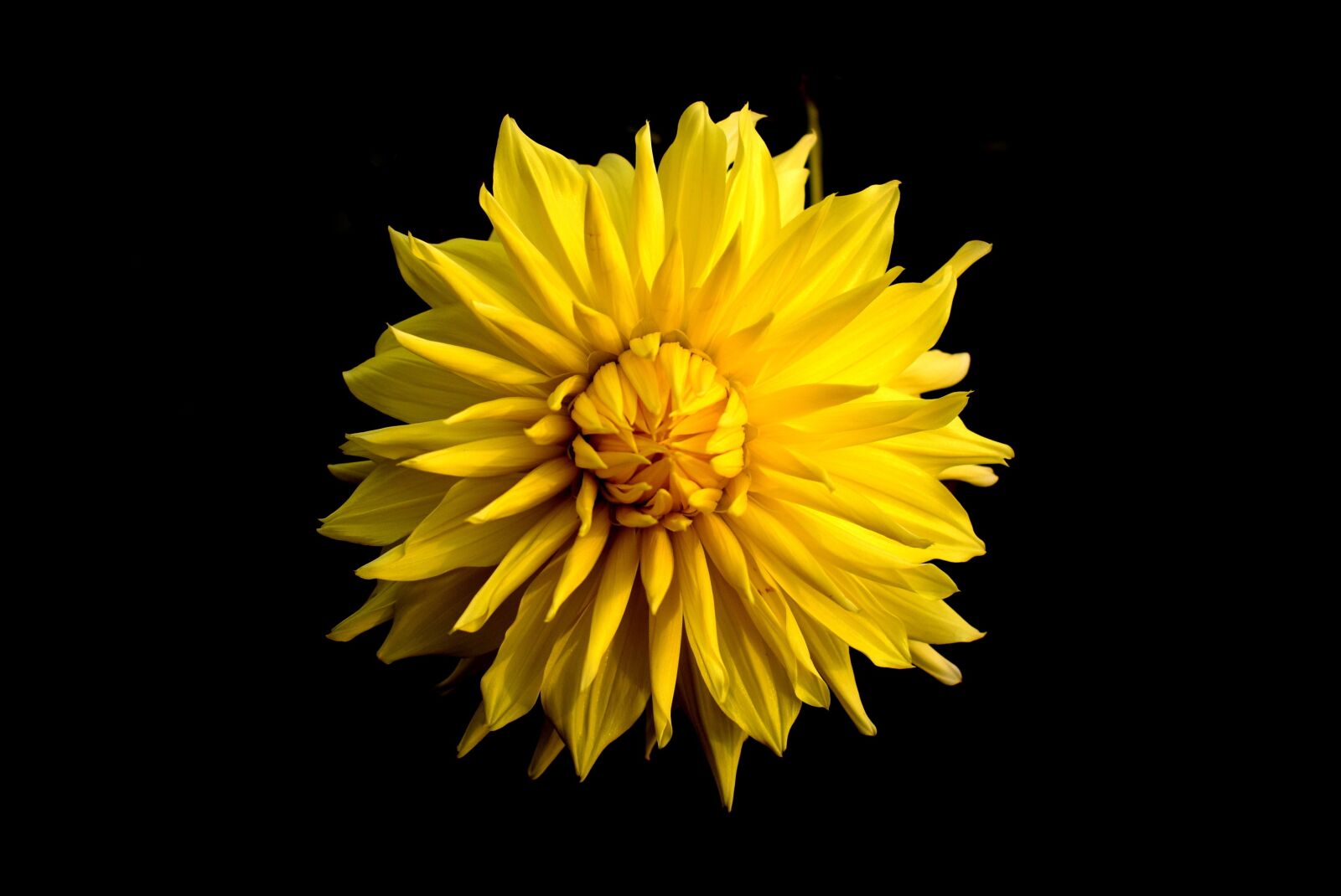 Nikon D3300 sample photo. Dahlia, flower, yellow photography