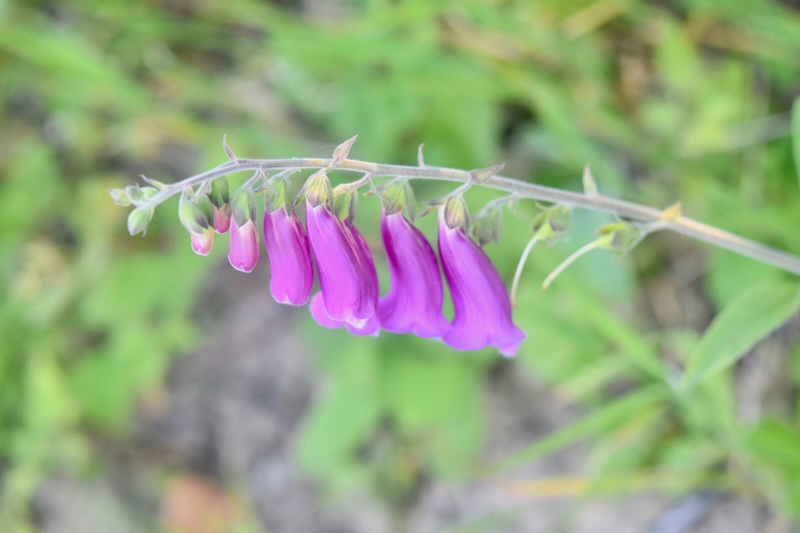 Nikon D5600 sample photo. Flower, flower digital wild photography