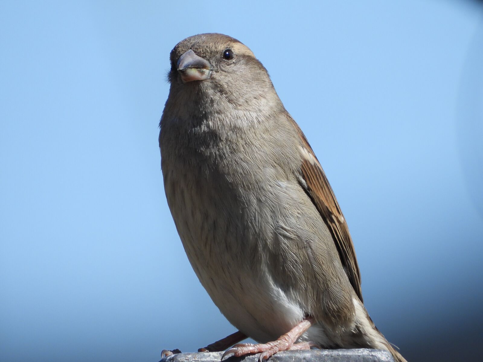 Nikon Coolpix P1000 sample photo. The sparrow, bird, garden photography