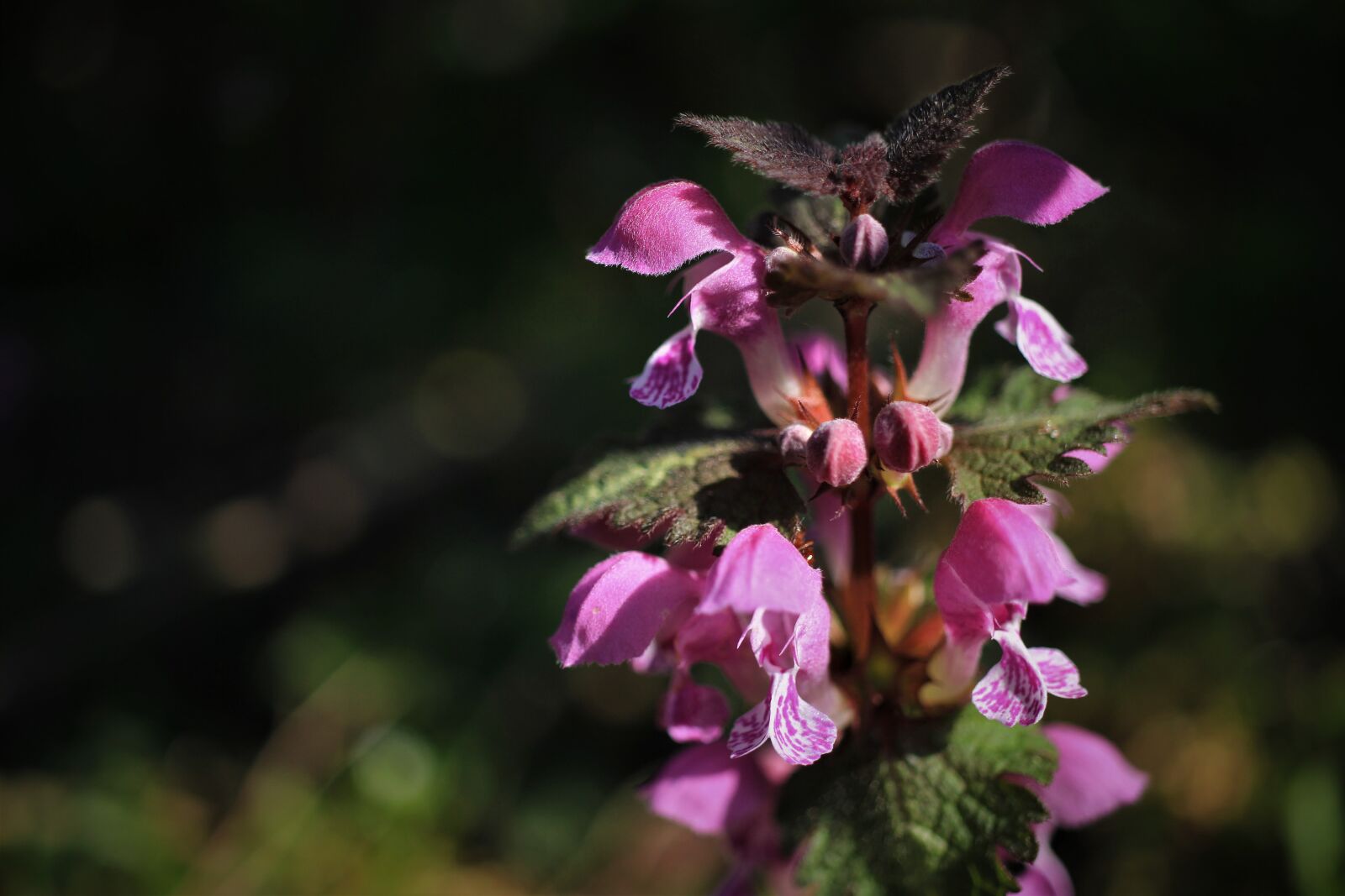 Canon EOS 7D sample photo. Dead nettle, flowers, nettle photography